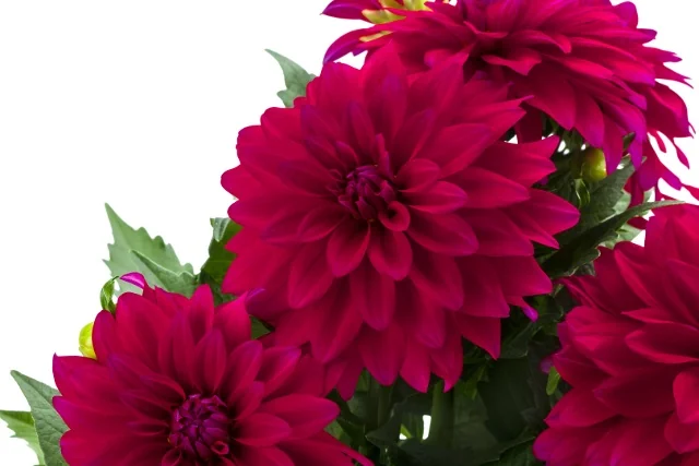 Labella® Maggiore Dahlia