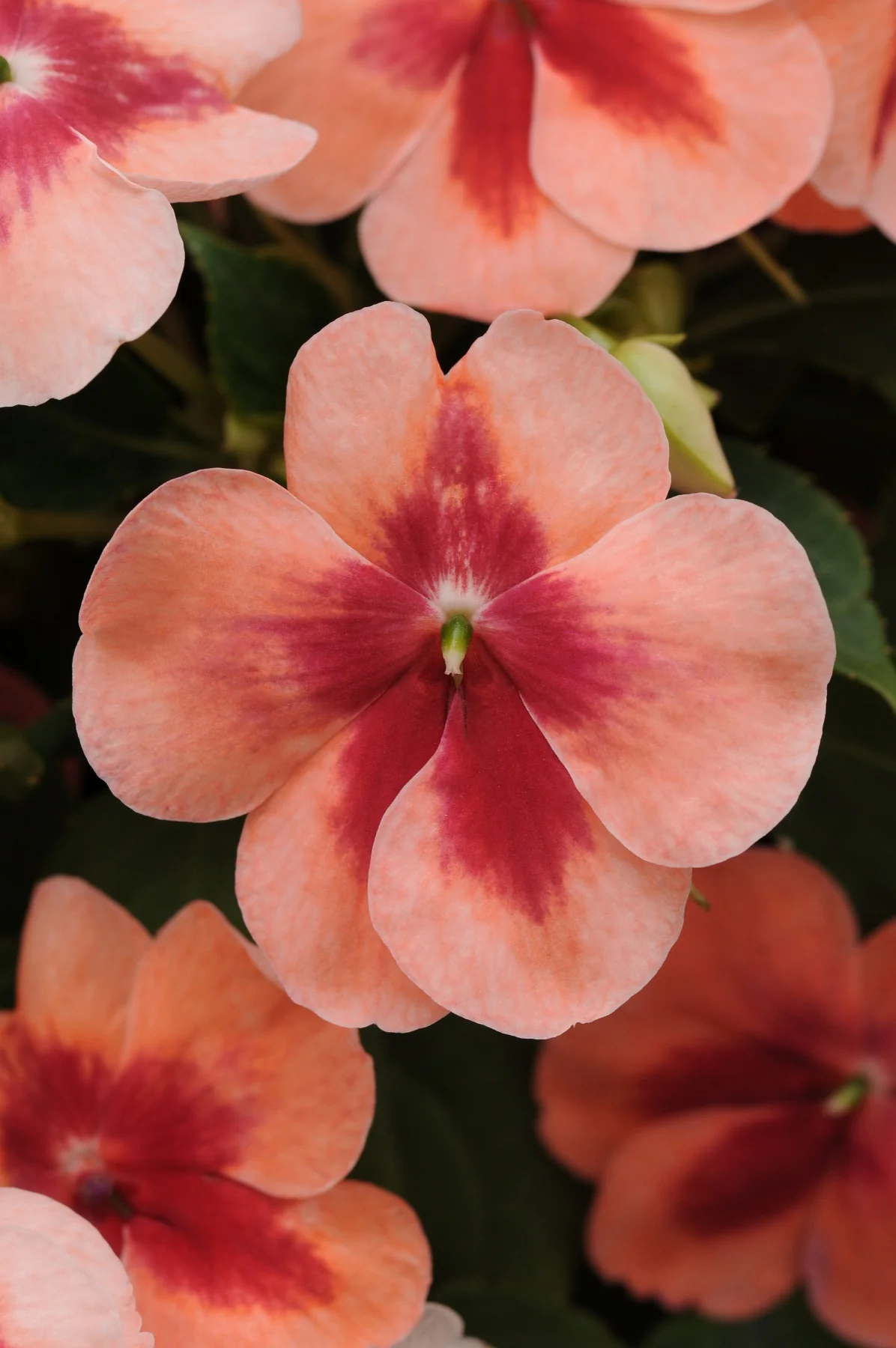 Patchwork Impatiens 1 Patchwork Impatiens