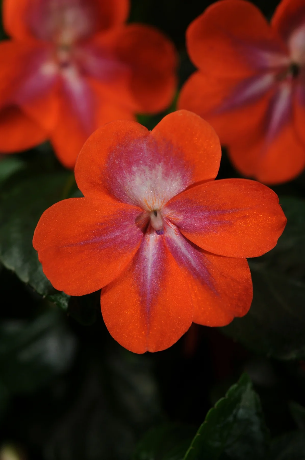Patchwork Impatiens 2 Patchwork Impatiens