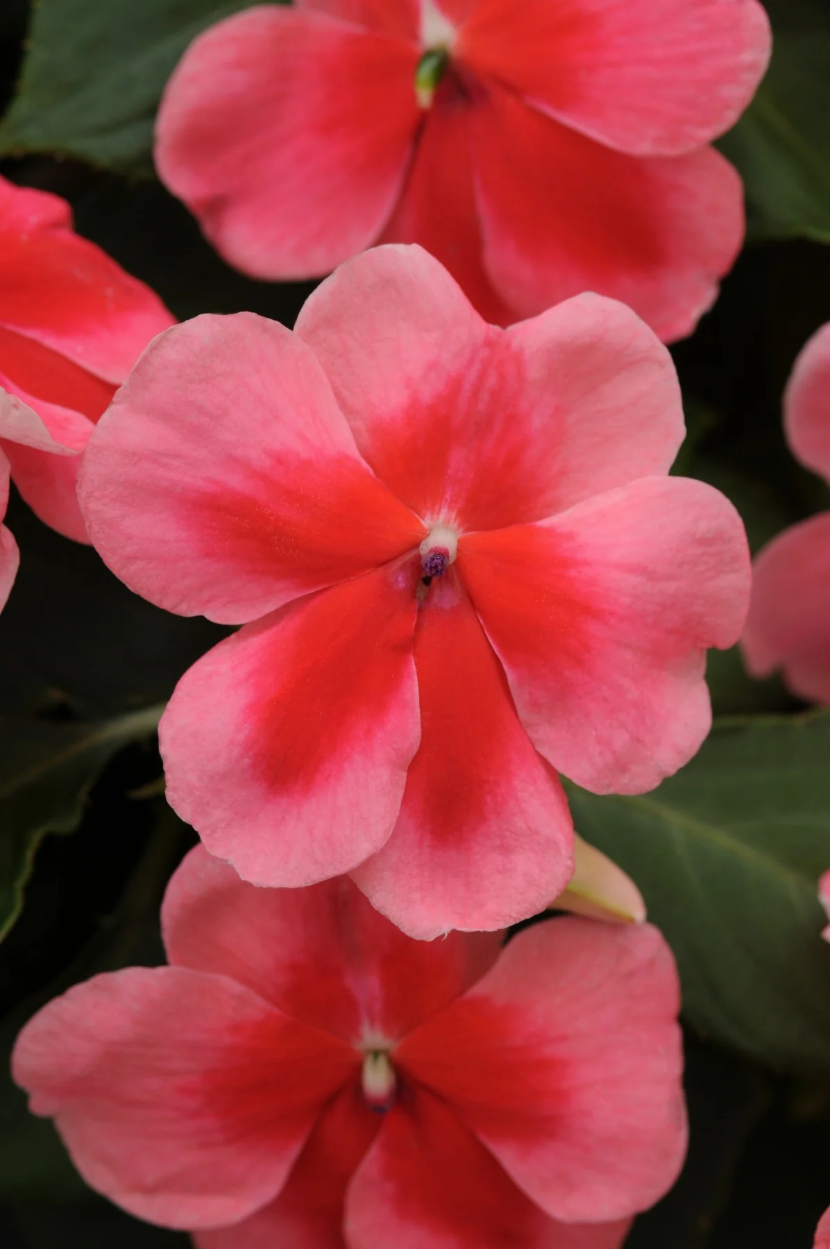Patchwork Impatiens 3 Patchwork Impatiens