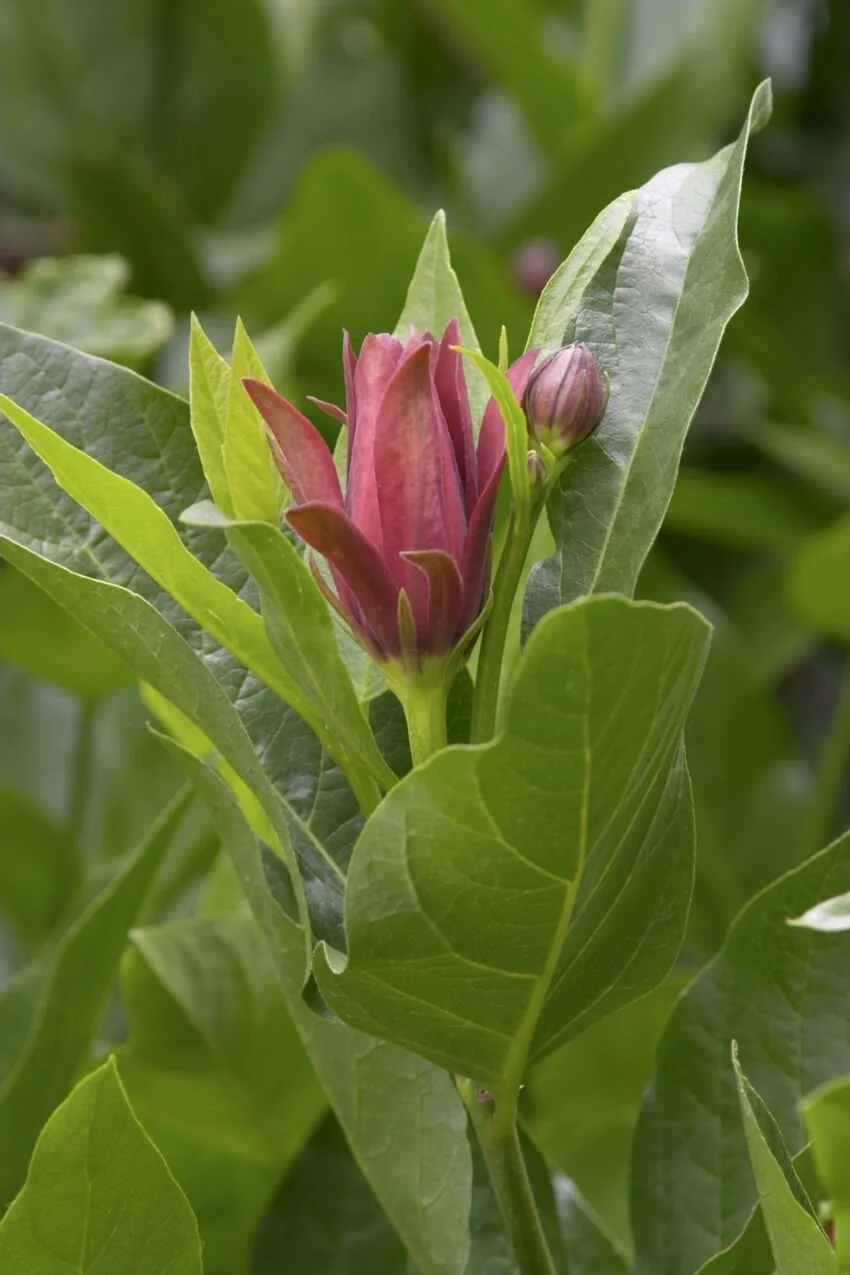 Carolina Allspice 9 Carolina Allspice