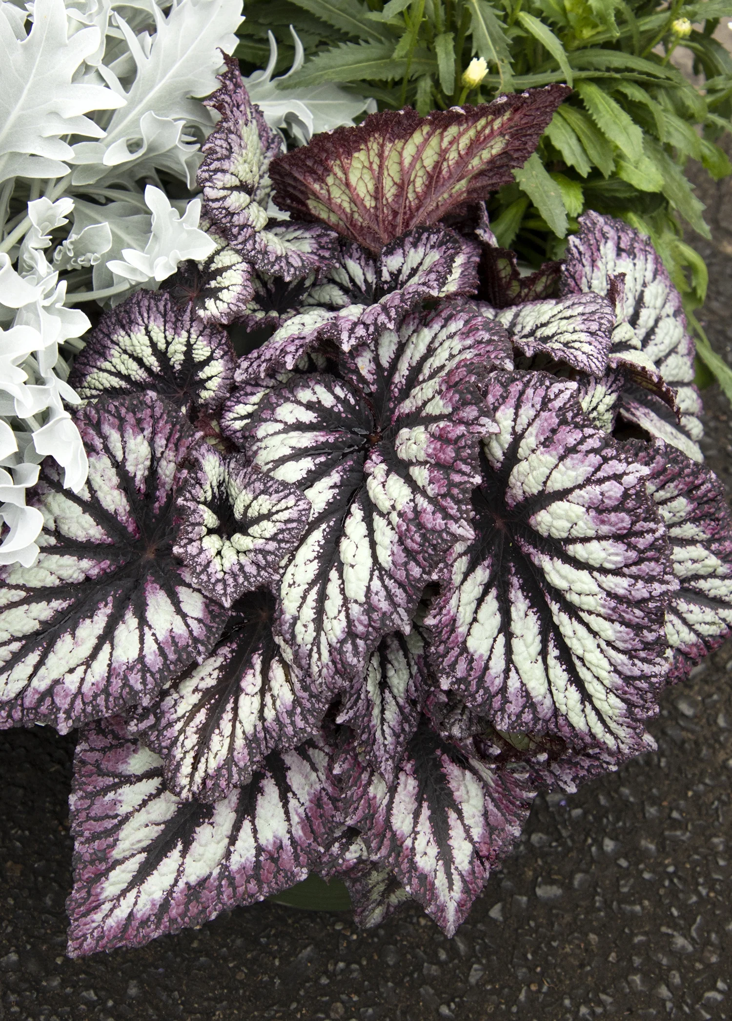 Fireworks Rex Begonia 1 Fireworks Rex Begonia