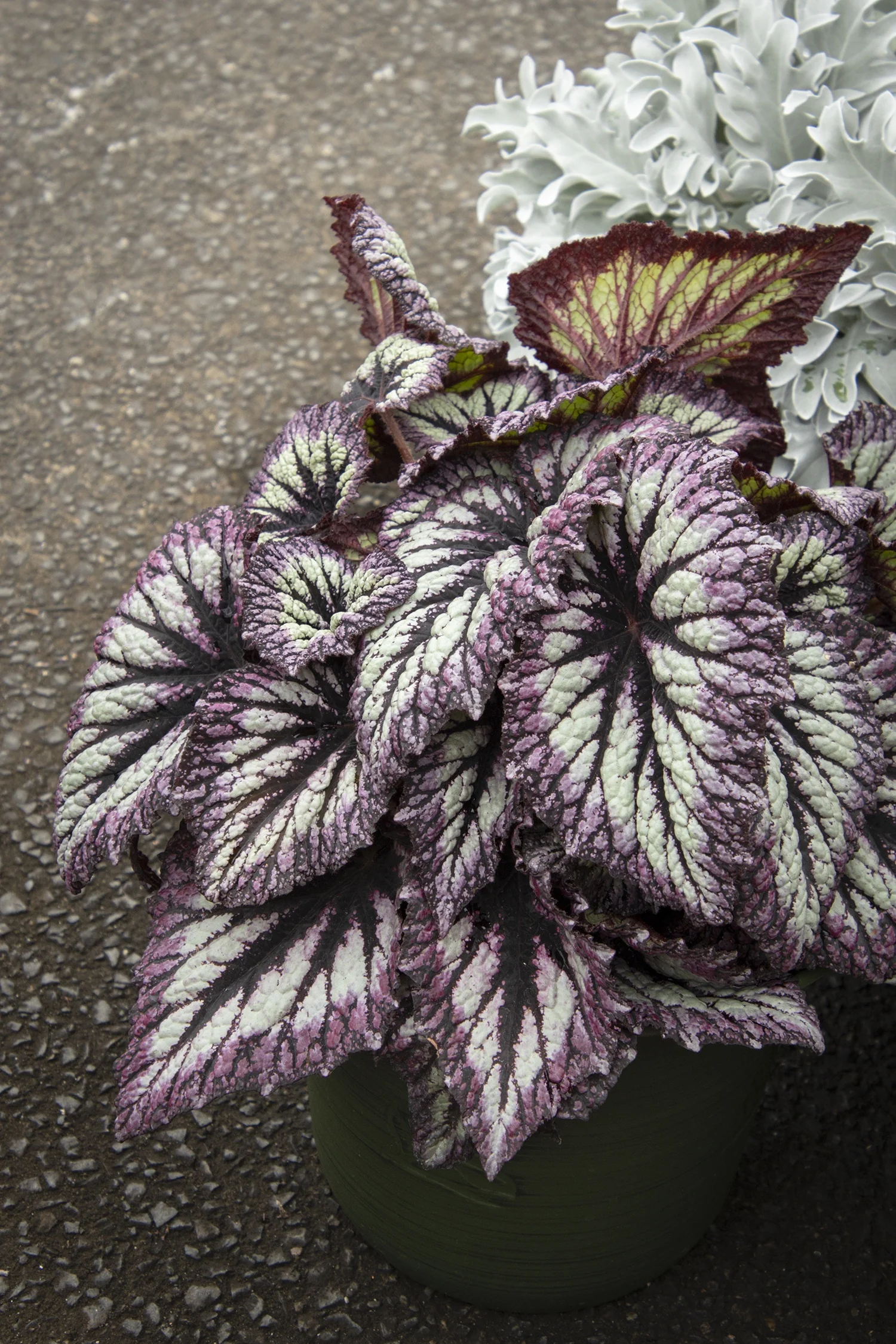 Fireworks Rex Begonia 2 Fireworks Rex Begonia