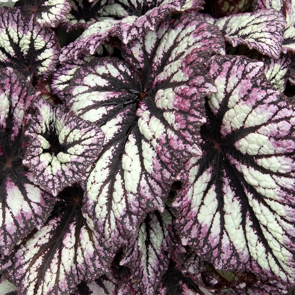 Fireworks Rex Begonia 3 Fireworks Rex Begonia