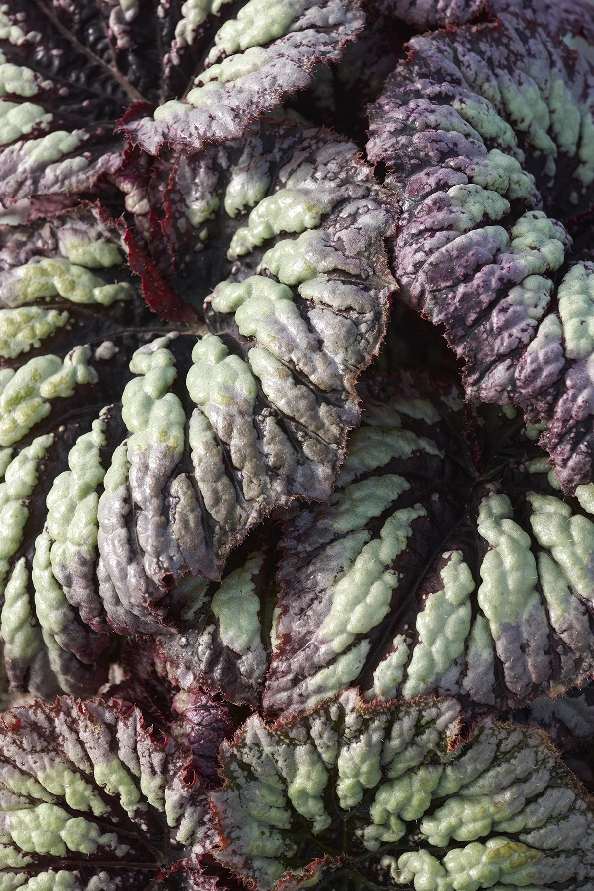 Fireworks Rex Begonia 4 Fireworks Rex Begonia