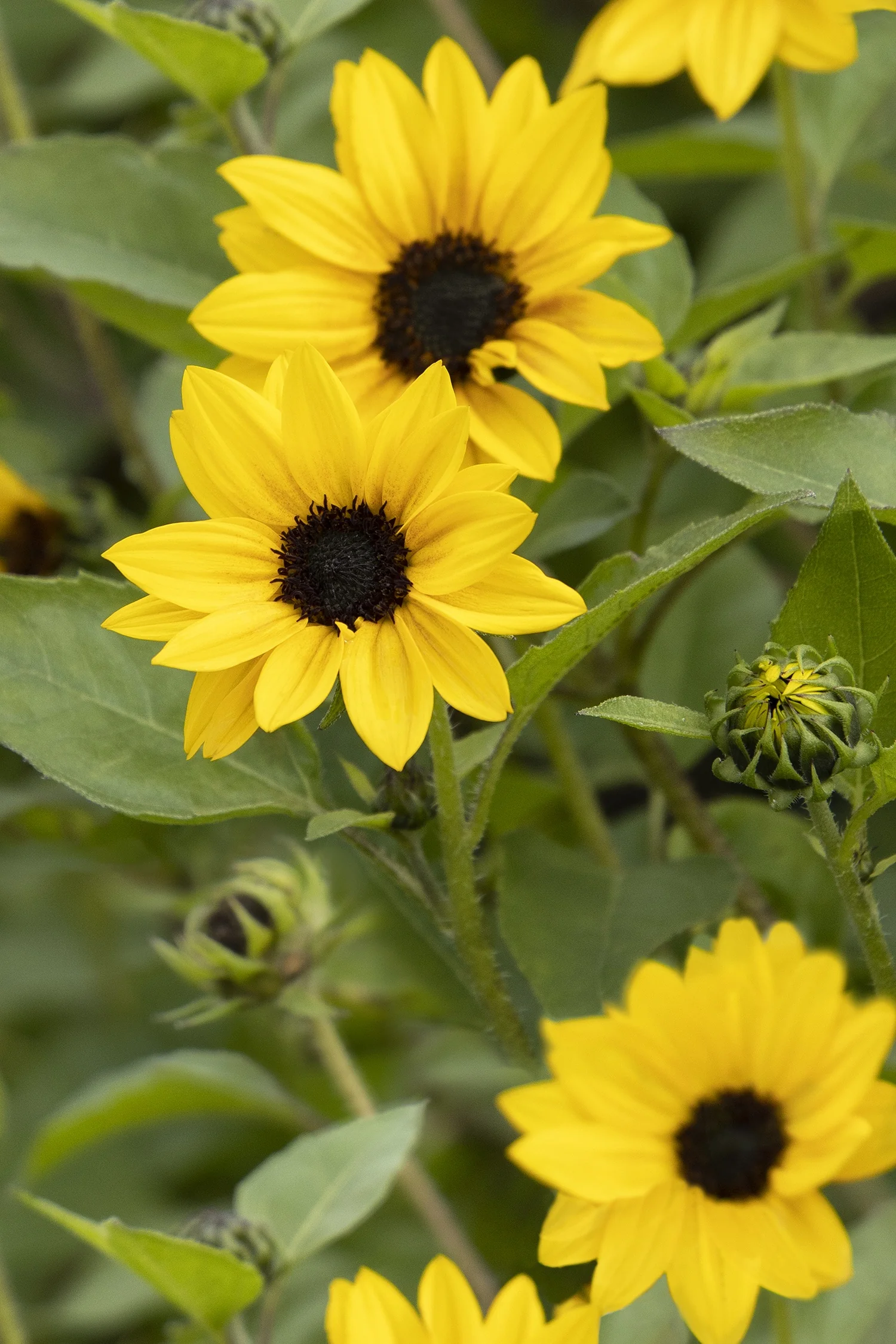 SunBelievable® Golden Girl Helianthus 1 SunBelievable® Golden Girl Helianthus