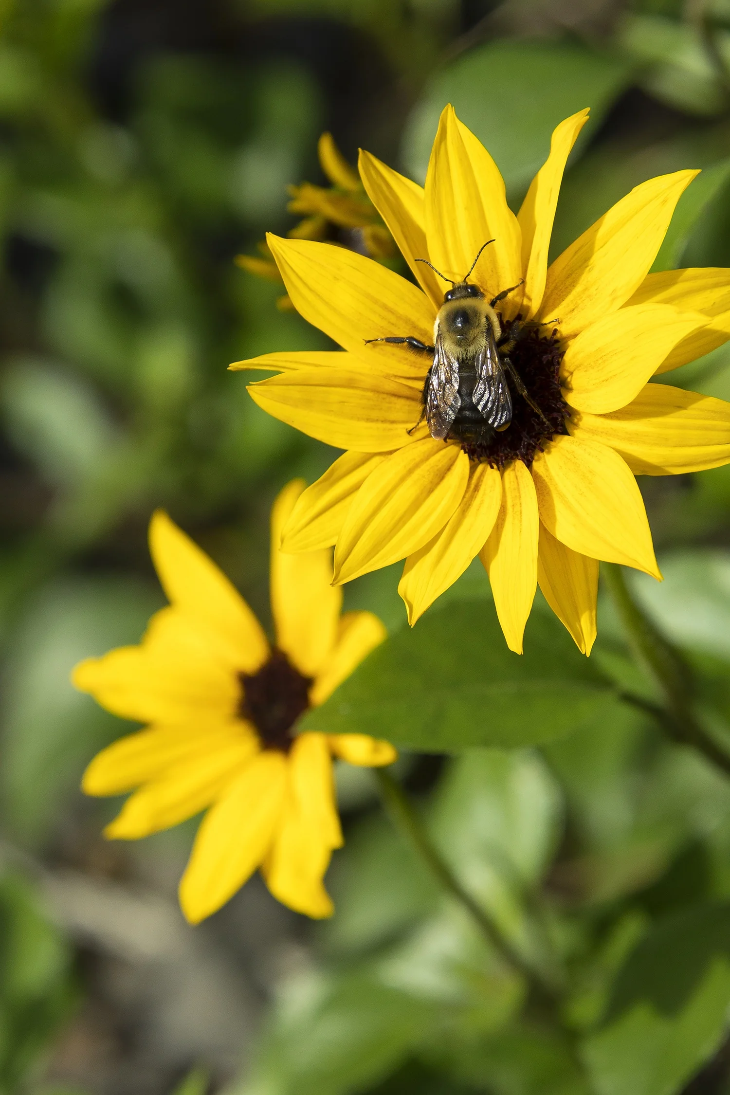 SunBelievable® Golden Girl Helianthus 2 SunBelievable® Golden Girl Helianthus