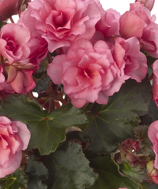 Glory Pink Begonia