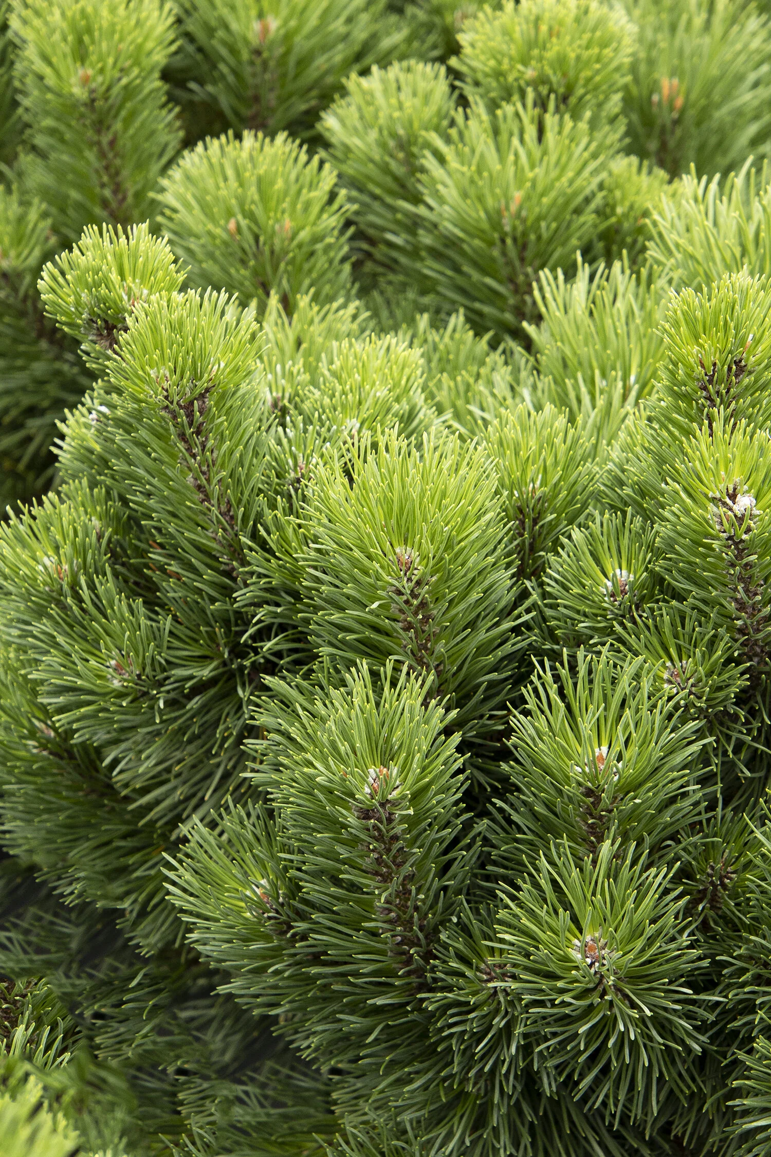 Little Rick™ Mugo Pine 4 Little Rick™ Mugo Pine