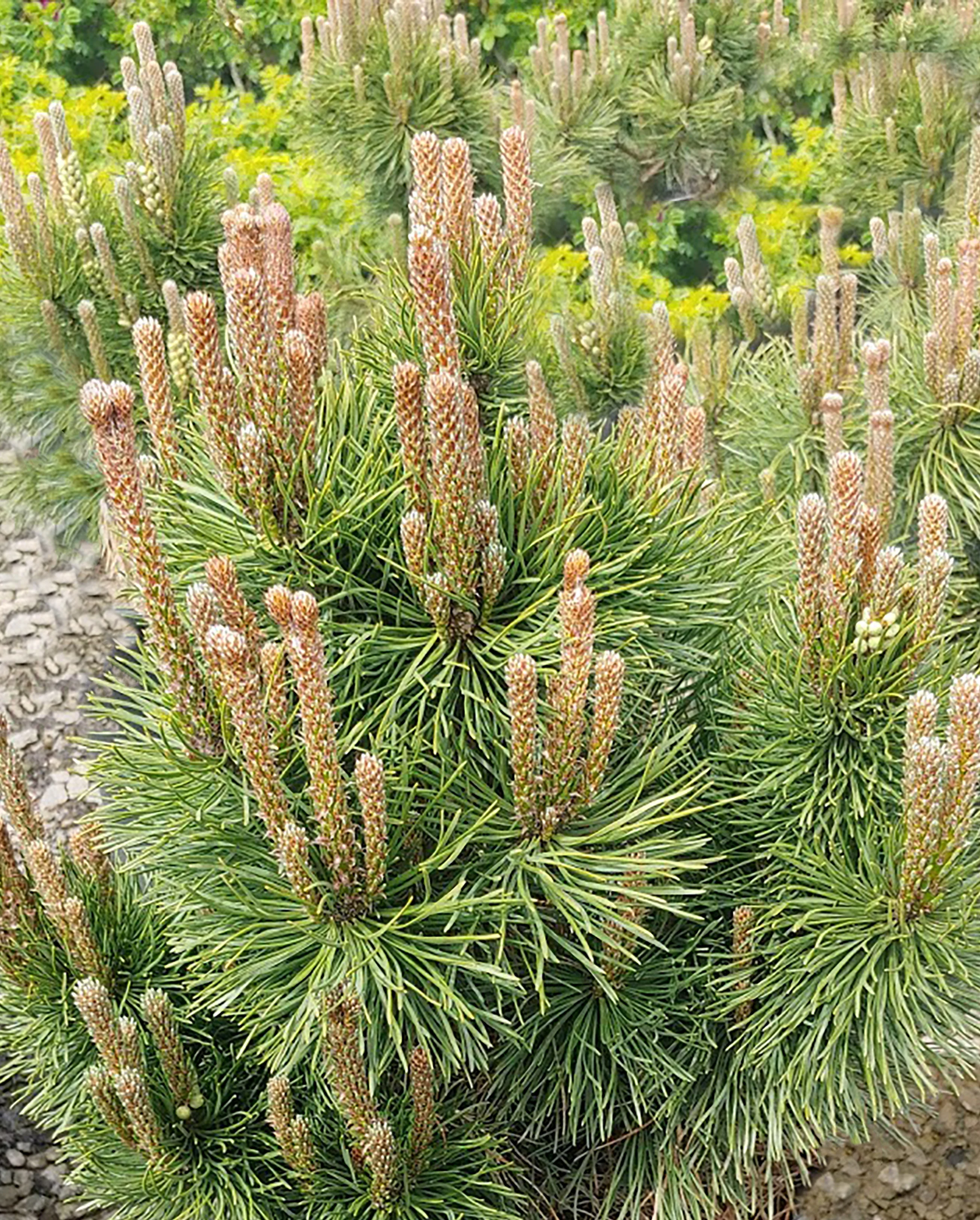 Little Rick™ Mugo Pine 2 Little Rick™ Mugo Pine