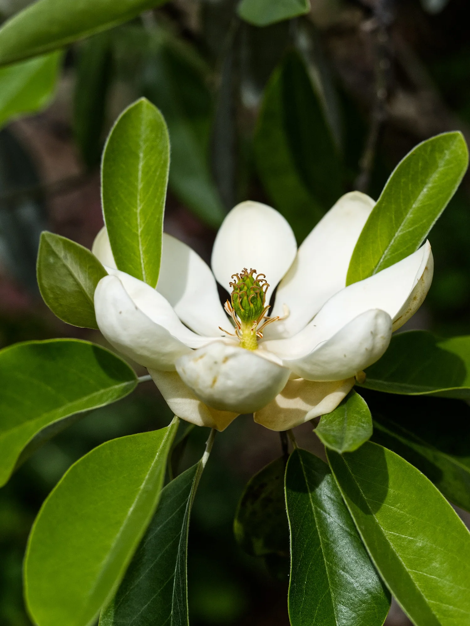 Sweet Bay Magnolia 8 Sweet Bay Magnolia