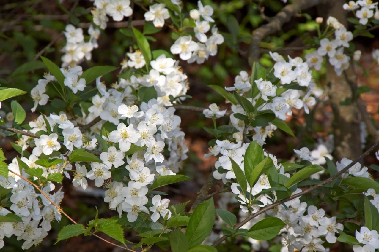 Sargent Crabapple