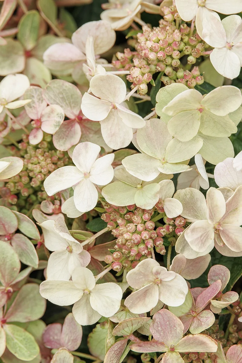 Early Evolution® Hydrangea