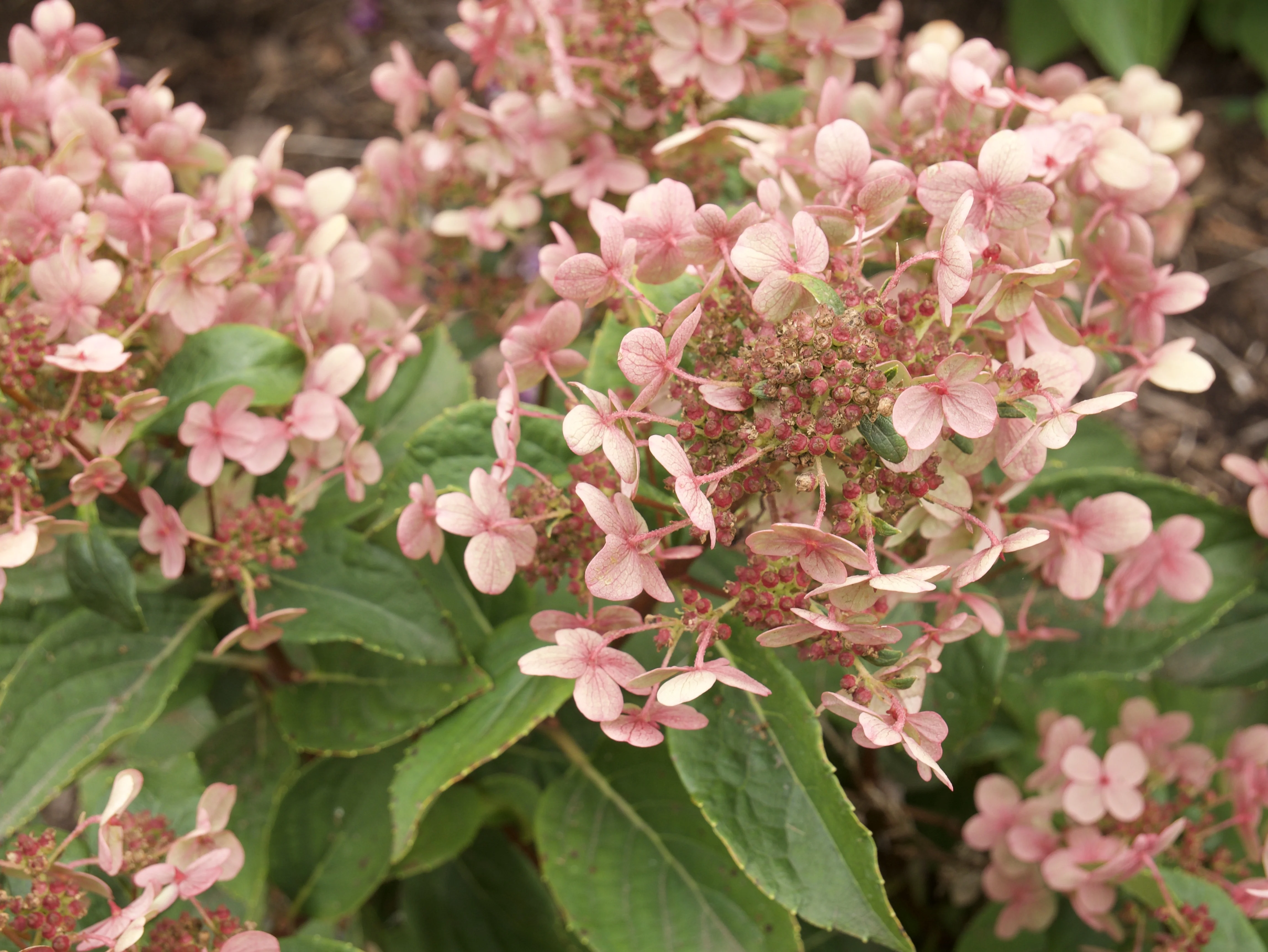 Early Evolution® Hydrangea