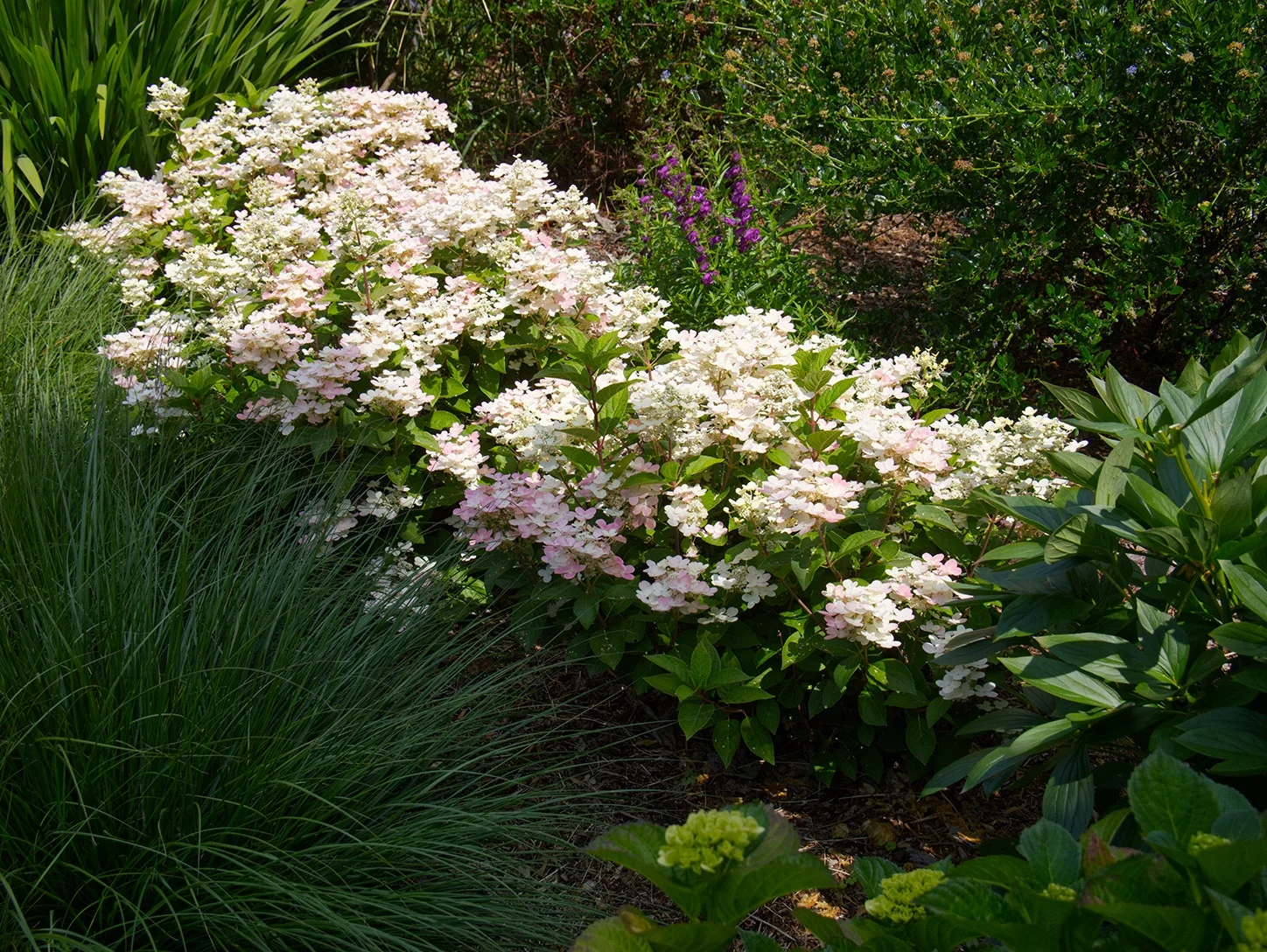 Early Evolution® Hydrangea 3 Early Evolution® Hydrangea