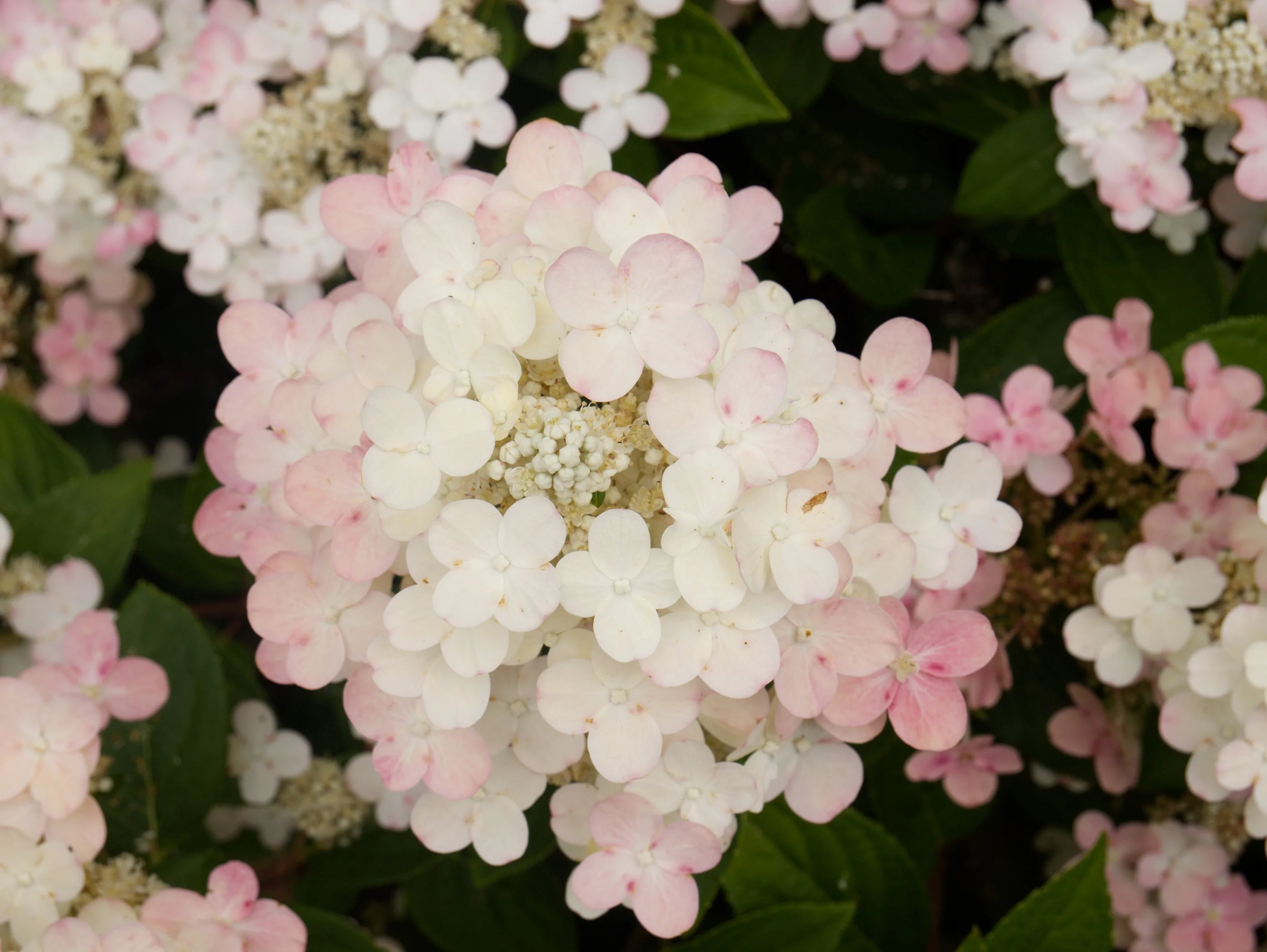 Early Evolution® Hydrangea 4 Early Evolution® Hydrangea