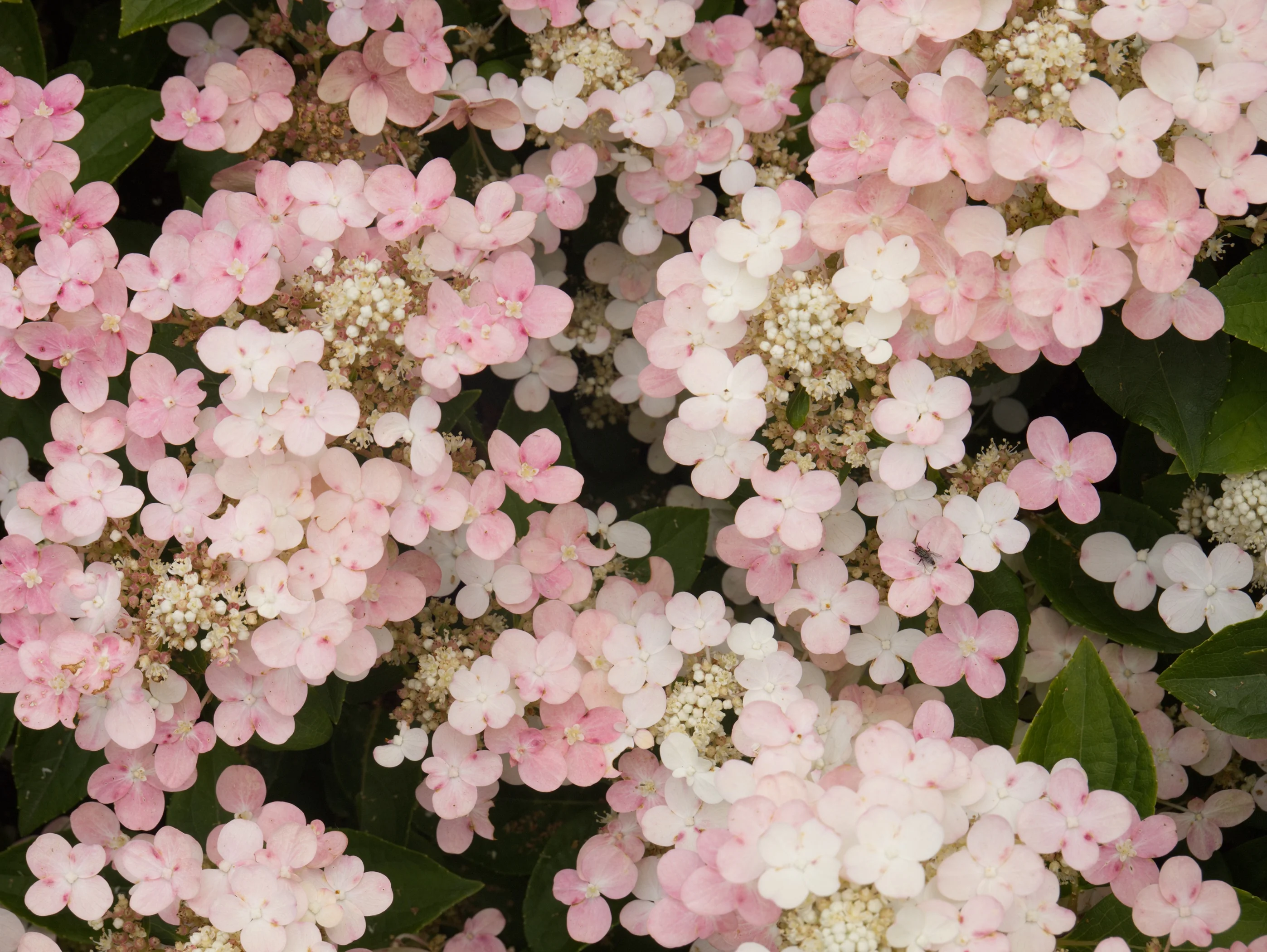 Early Evolution® Hydrangea 5 Early Evolution® Hydrangea