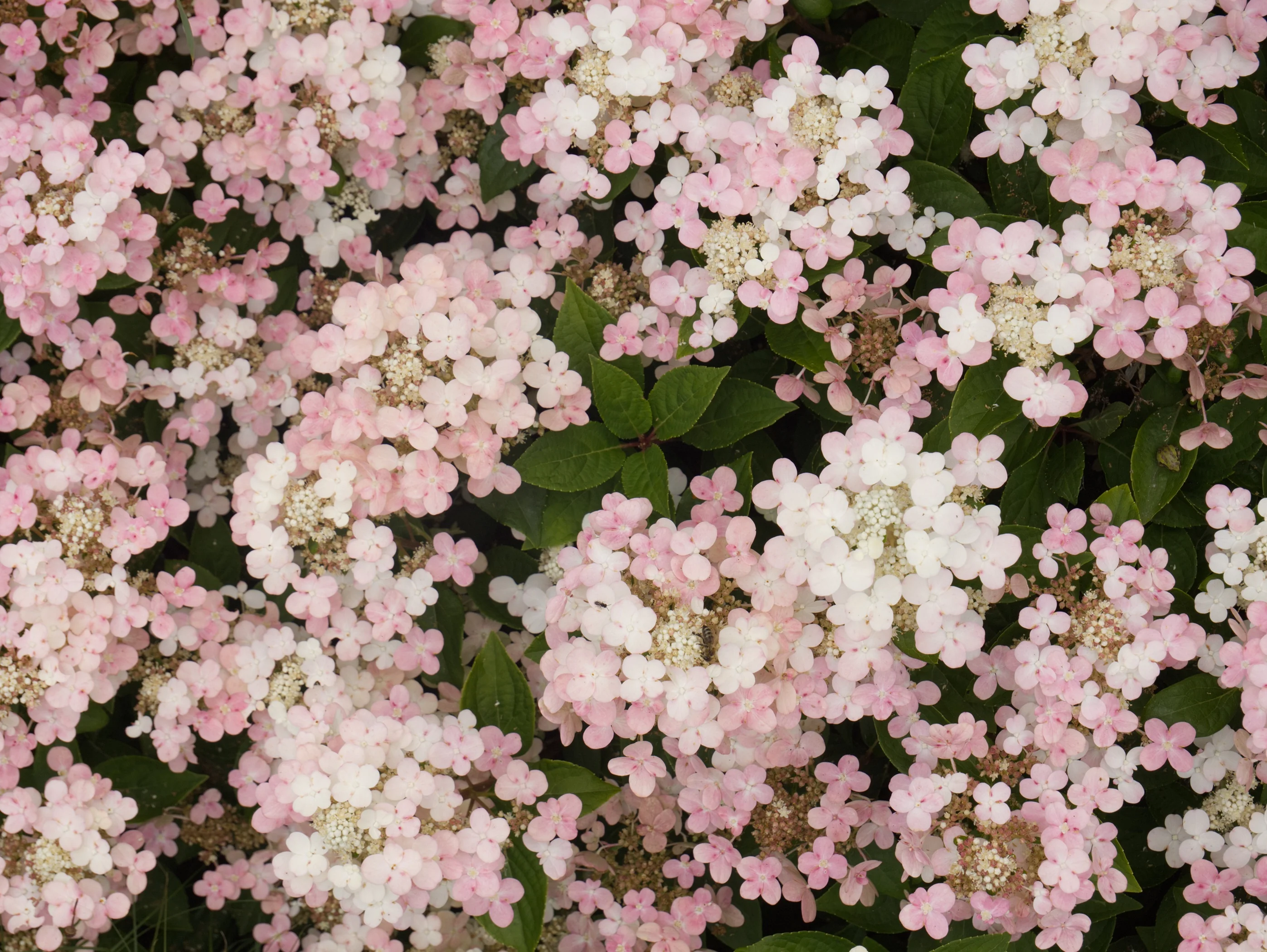 Early Evolution® Hydrangea 6 Early Evolution® Hydrangea