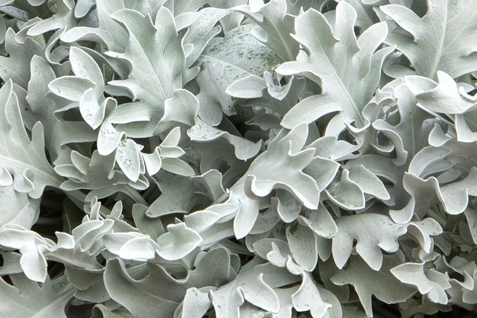 Snowy Owl Dusty Miller 1 Snowy Owl Dusty Miller