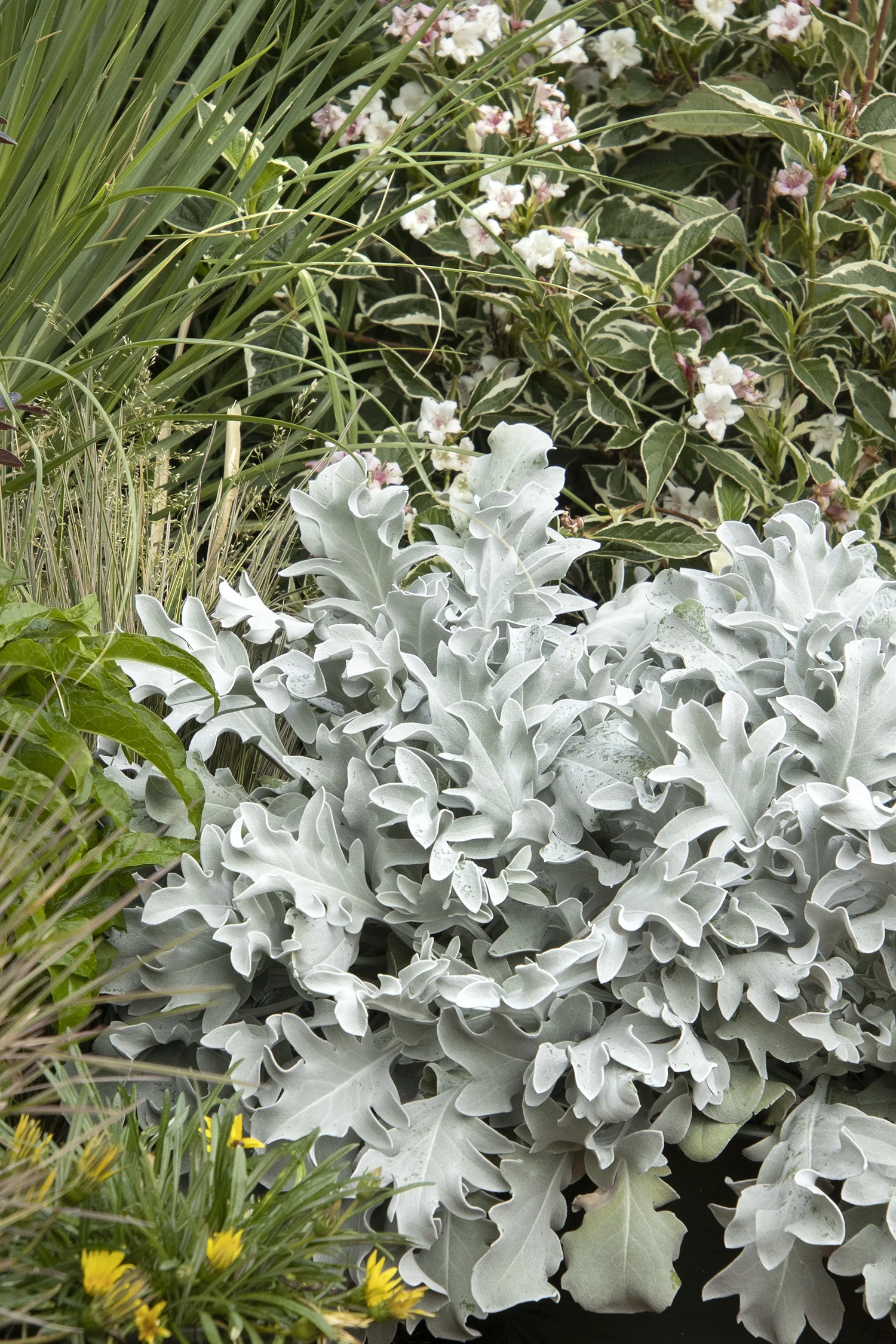 Snowy Owl Dusty Miller 2 Snowy Owl Dusty Miller