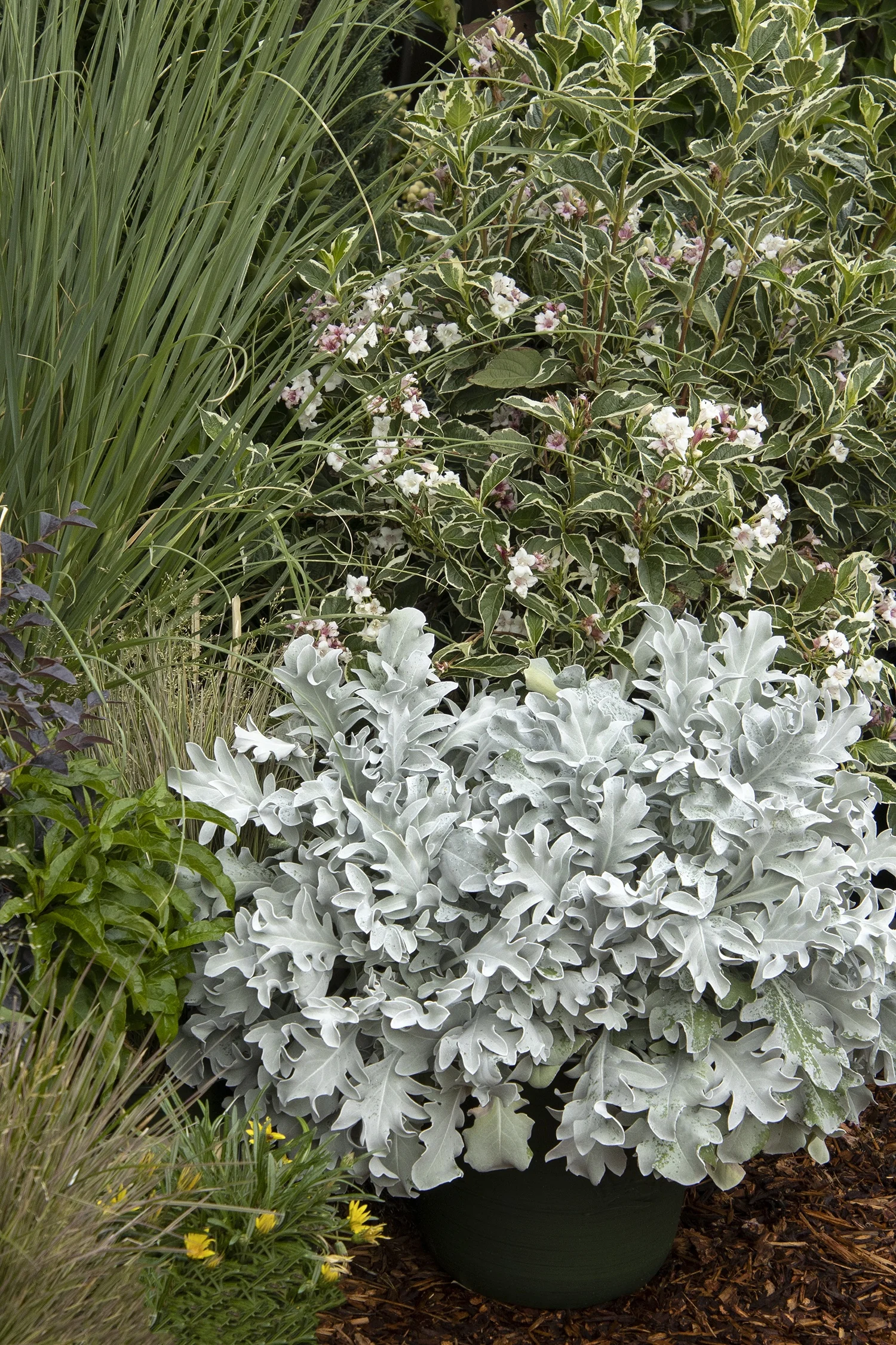 Snowy Owl Dusty Miller 3 Snowy Owl Dusty Miller