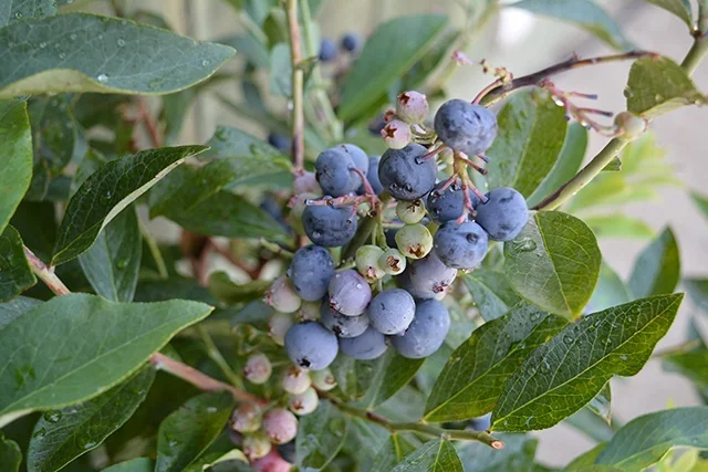 Frostberry Delight® Rabbiteye Blueberry
