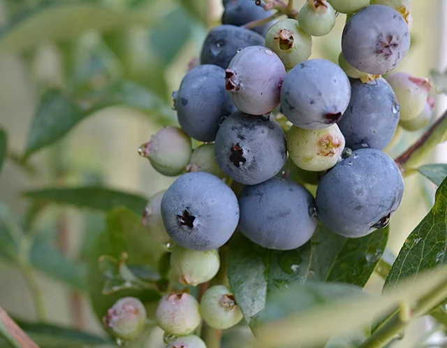 Frostberry Delight® Rabbiteye Blueberry