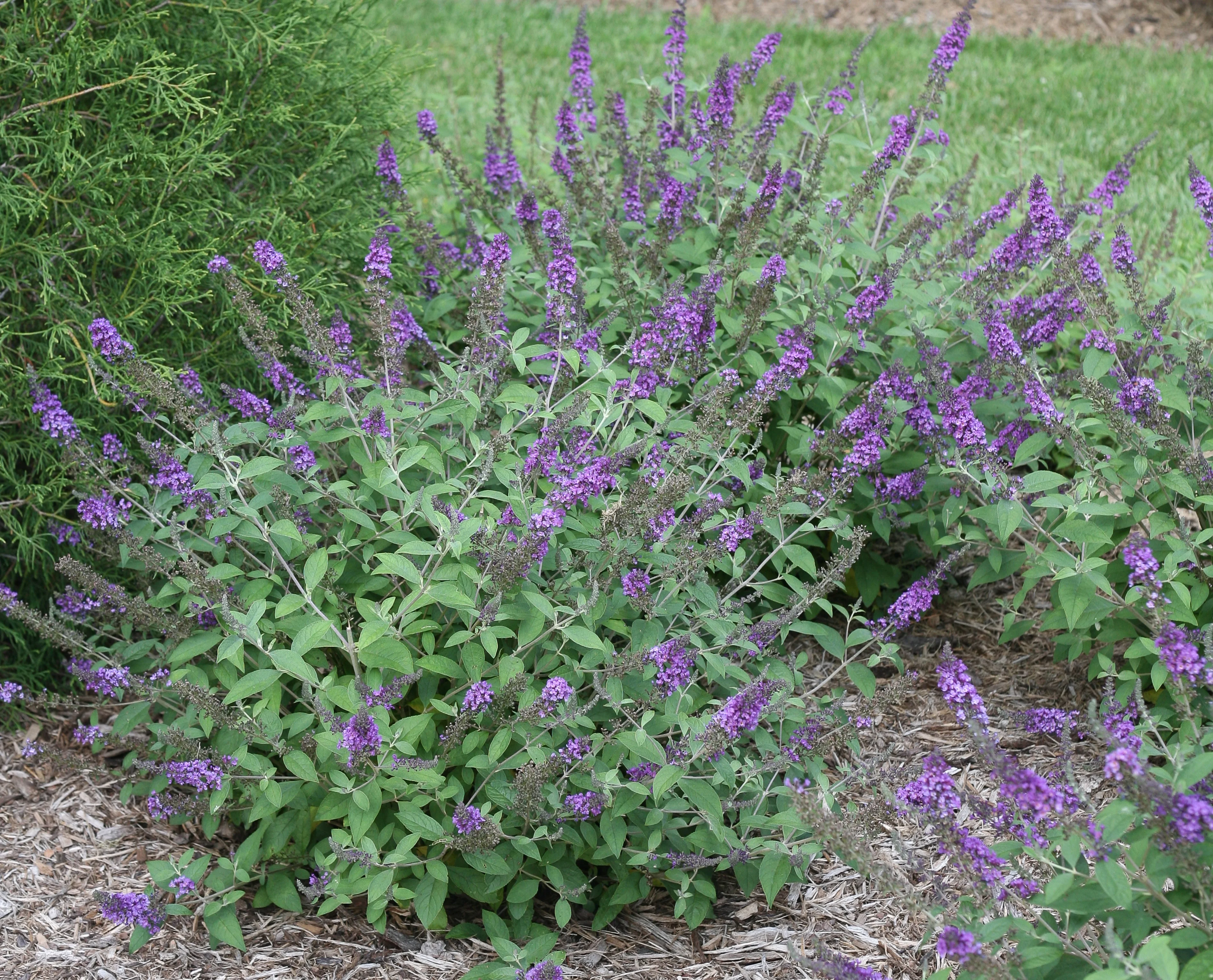 Lo & Behold® Blue Chip Jr. Butterfly Bush 1 Lo & Behold® Blue Chip Jr. Butterfly Bush