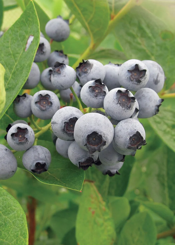 Lowbush Blueberry 9 Lowbush Blueberry