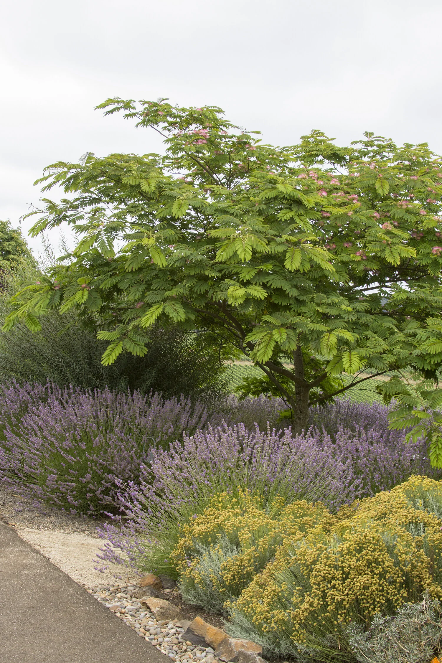 Mimosa Tree