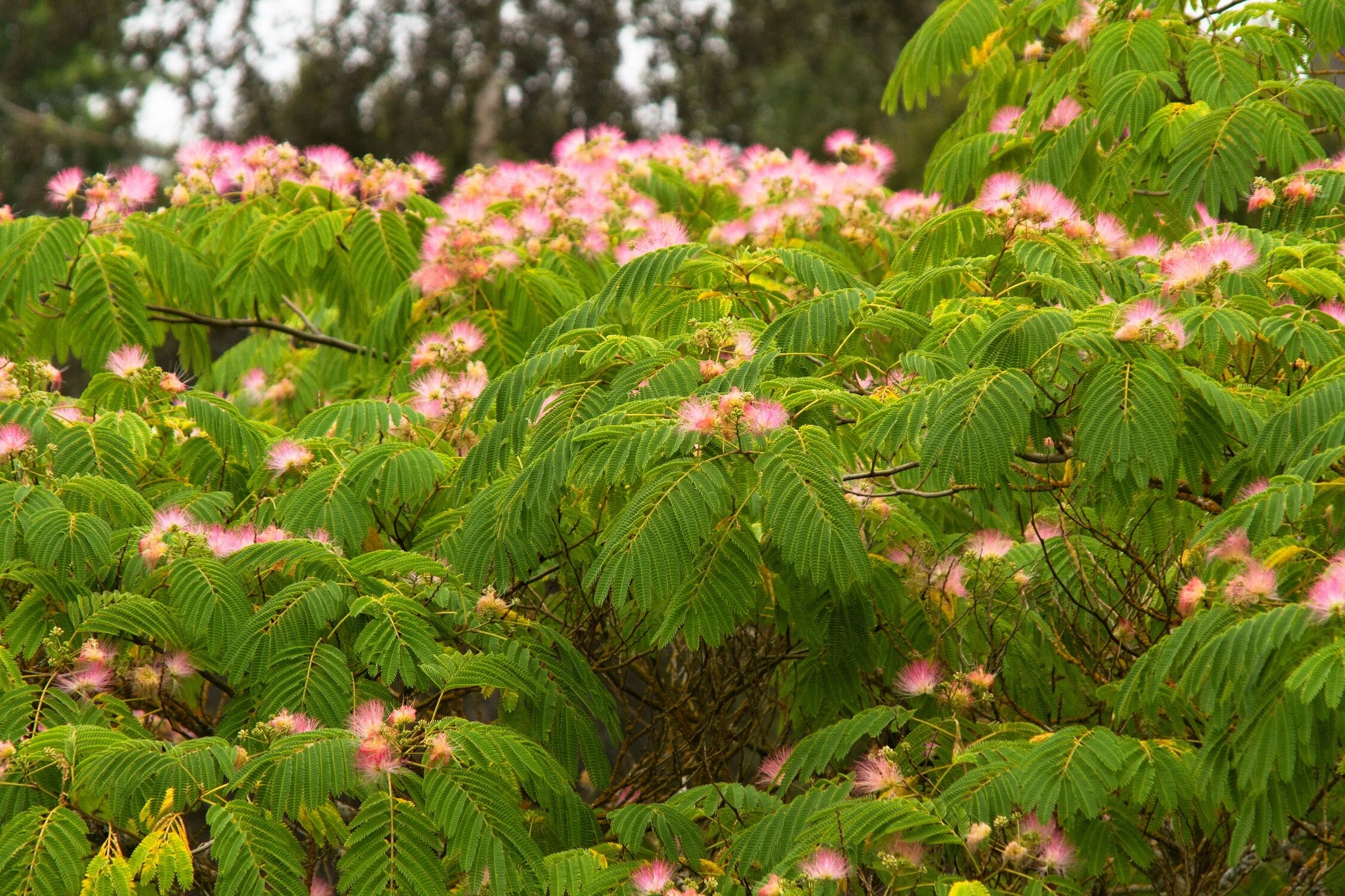 Mimosa Tree