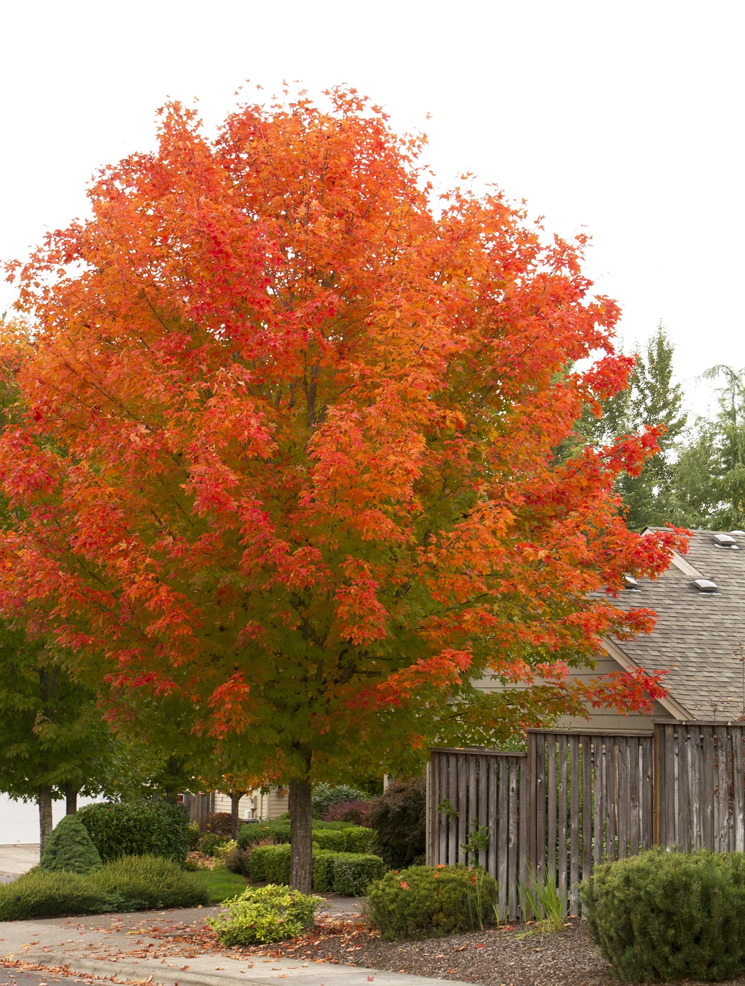 October Glory® Red Maple 1 October Glory® Red Maple