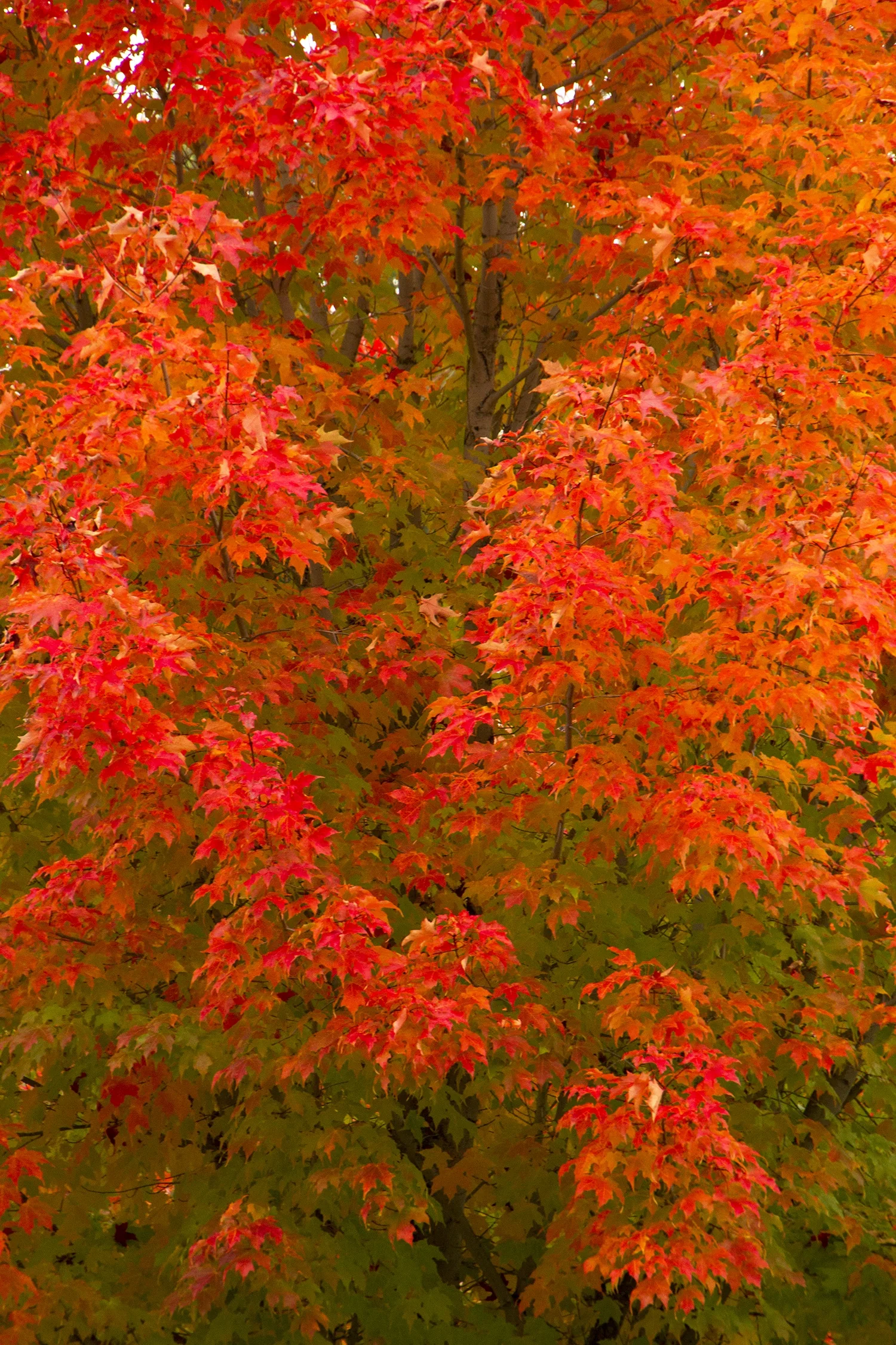 October Glory® Red Maple 2 October Glory® Red Maple