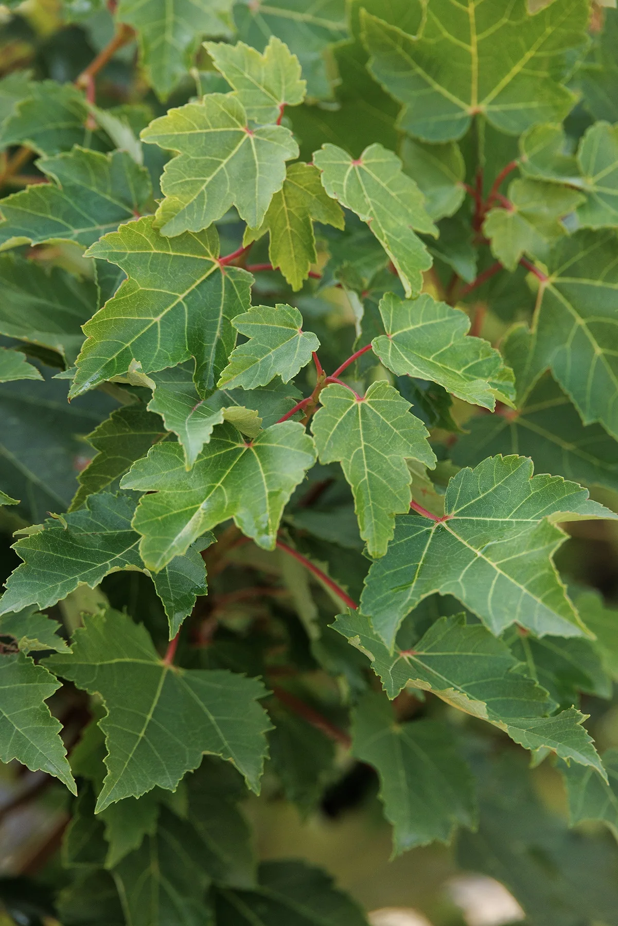 October Glory® Red Maple 3 October Glory® Red Maple