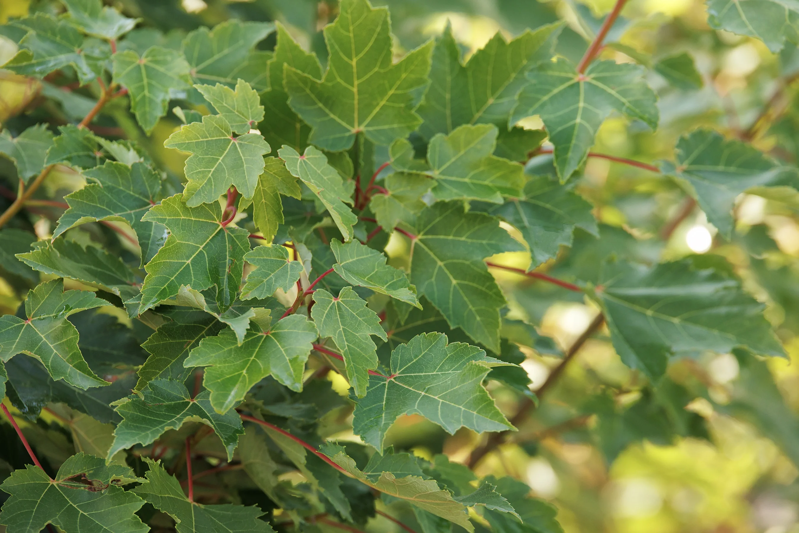 October Glory® Red Maple 4 October Glory® Red Maple