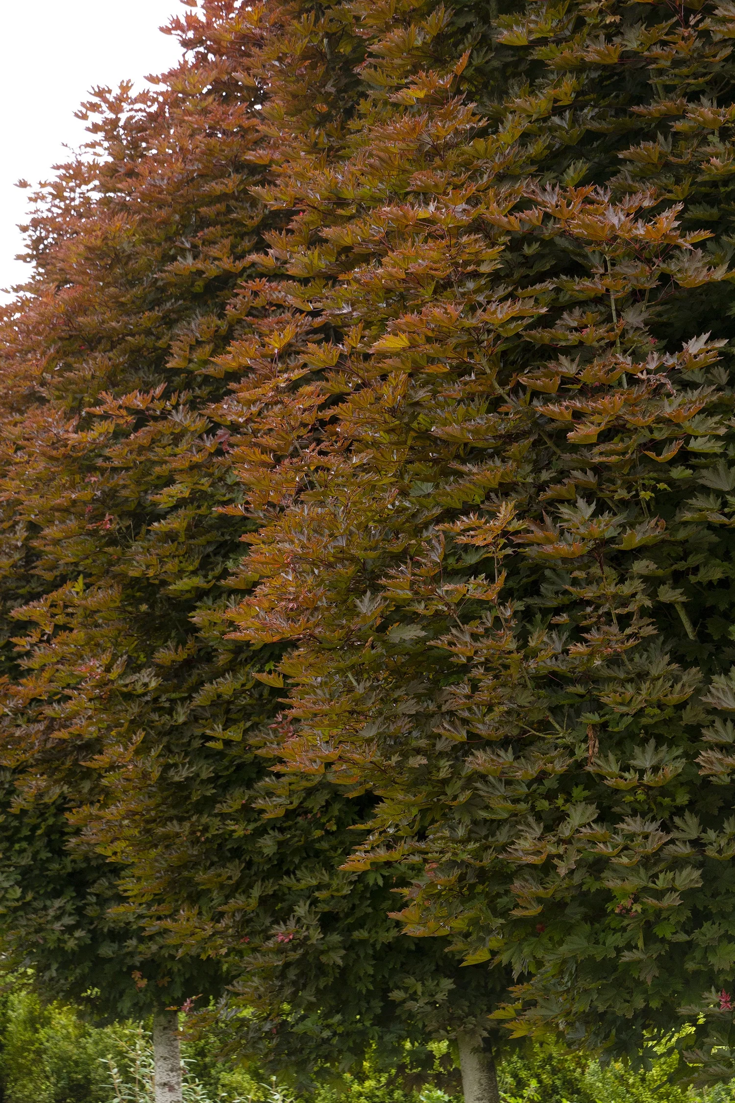 Crimson King Norway Maple 8 Crimson King Norway Maple