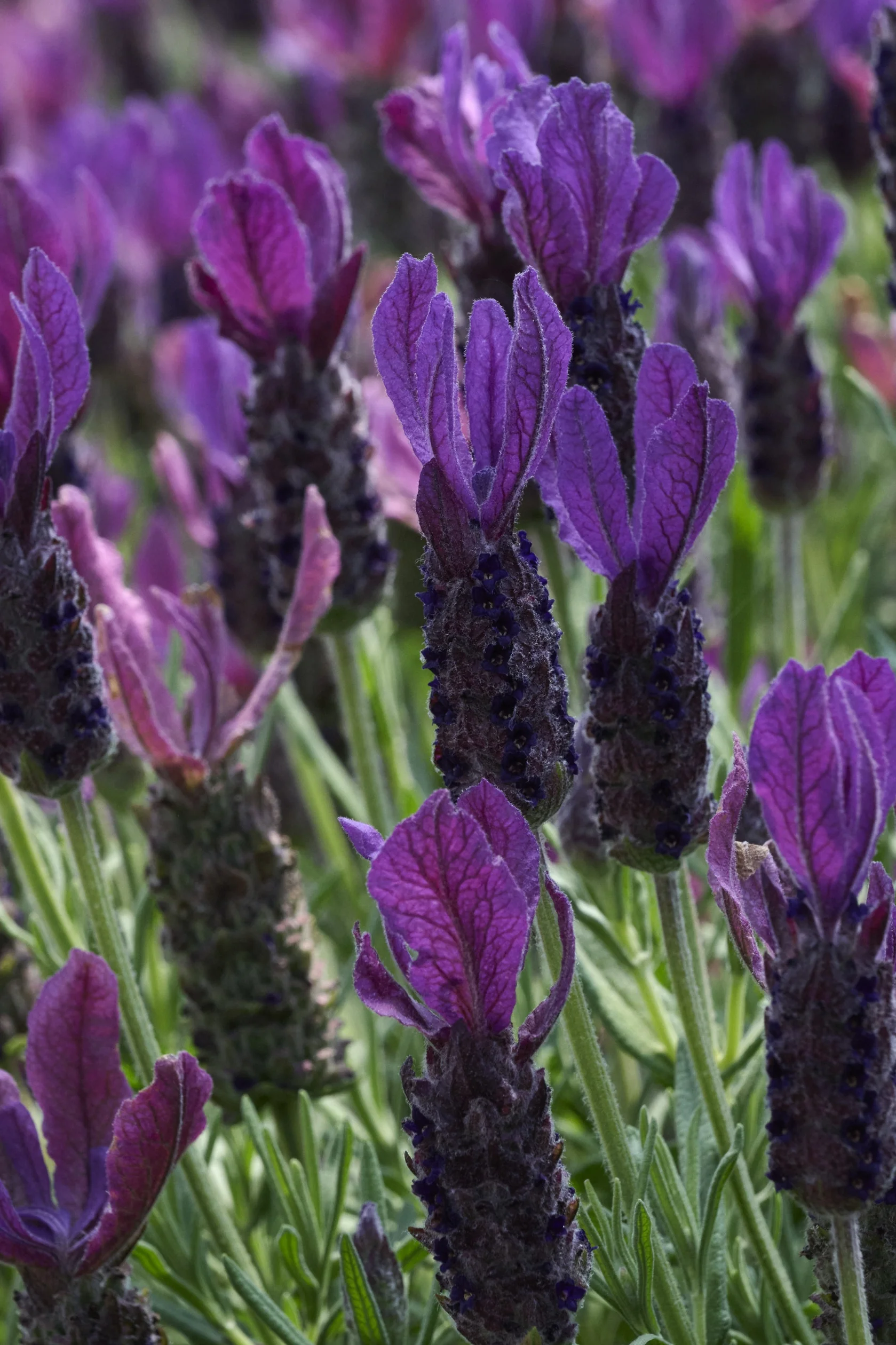 Primavera Spanish Lavender