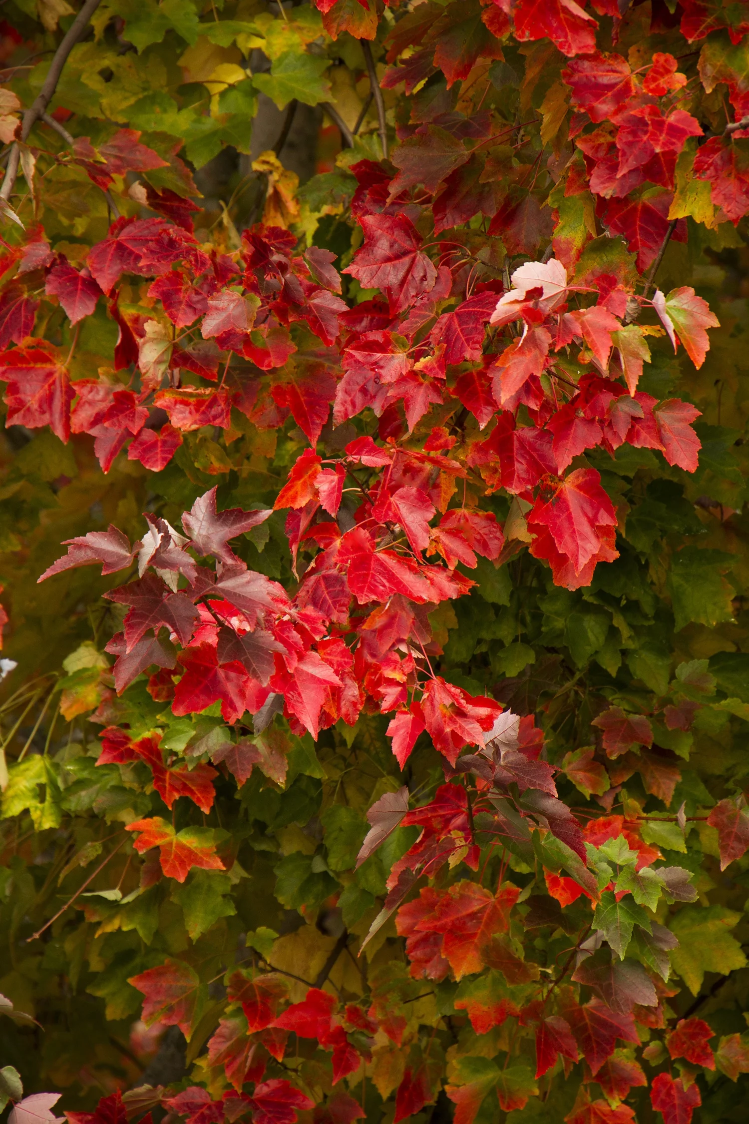 Red Sunset® Red Maple 1 Red Sunset® Red Maple