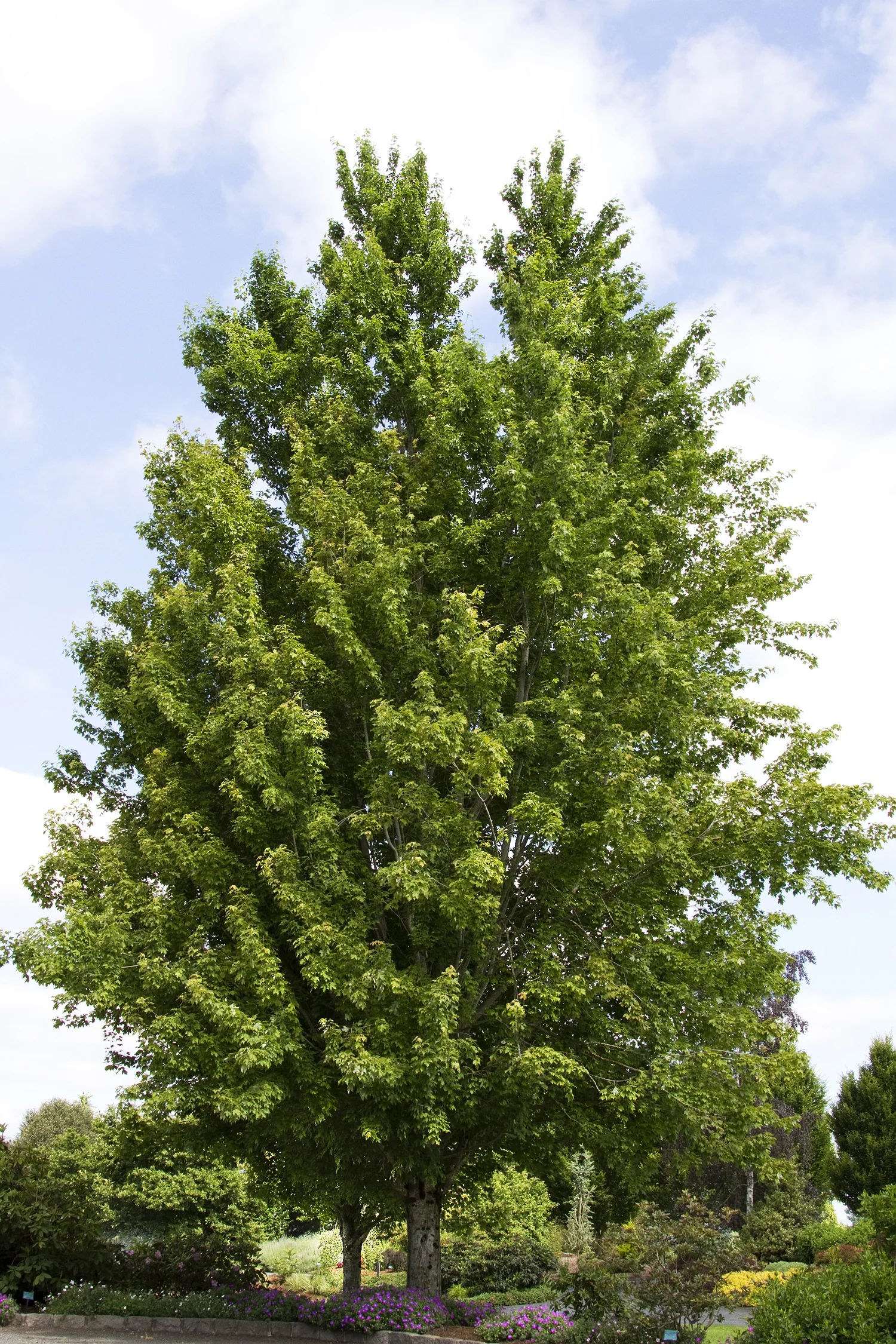 Red Sunset® Red Maple 2 Red Sunset® Red Maple