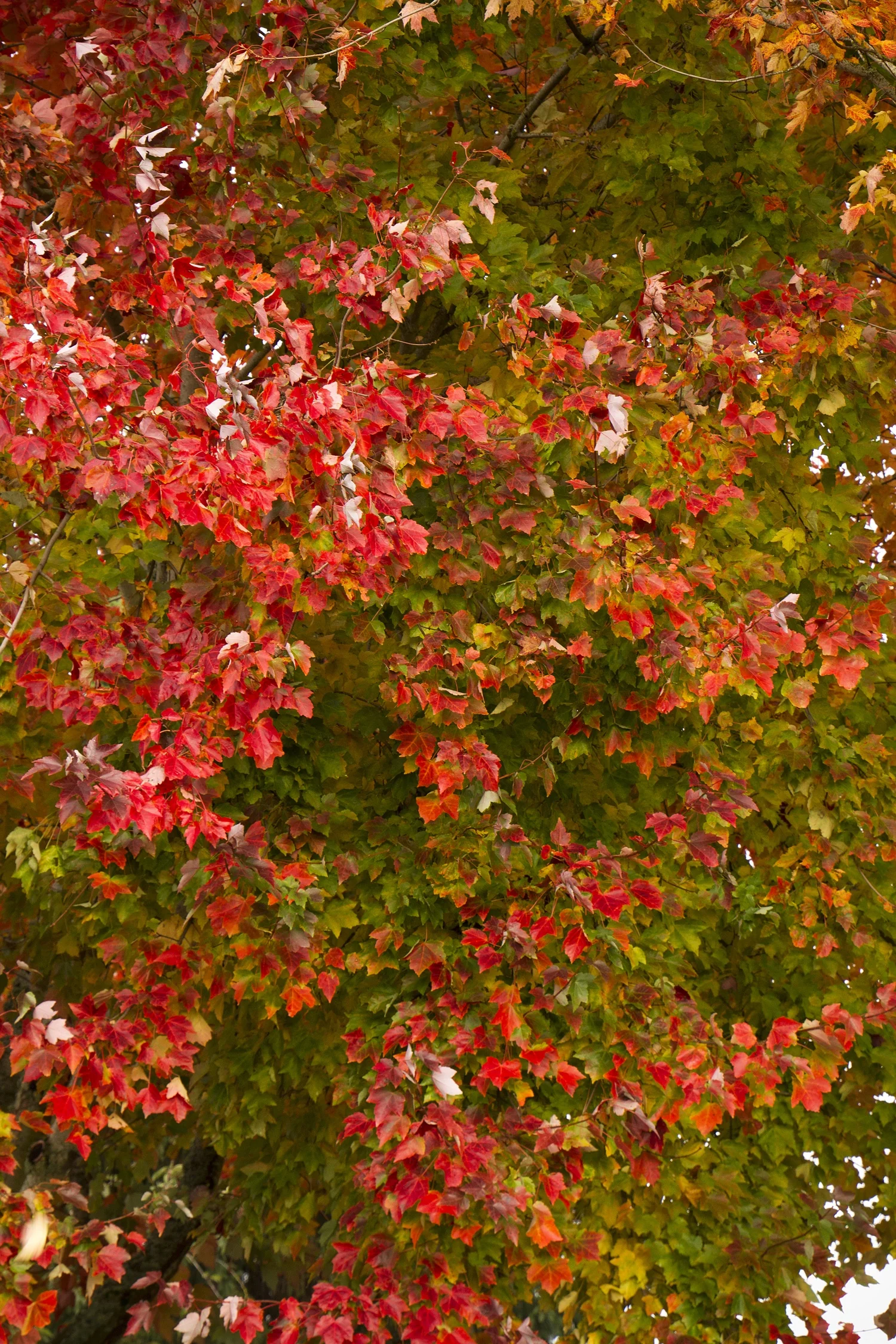 Red Sunset® Red Maple 3 Red Sunset® Red Maple