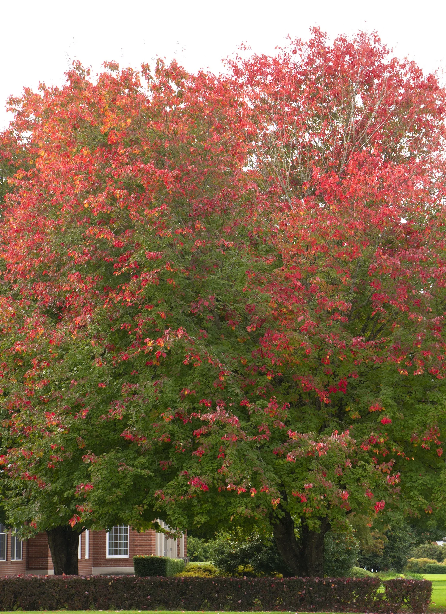 Red Sunset® Red Maple 4 Red Sunset® Red Maple