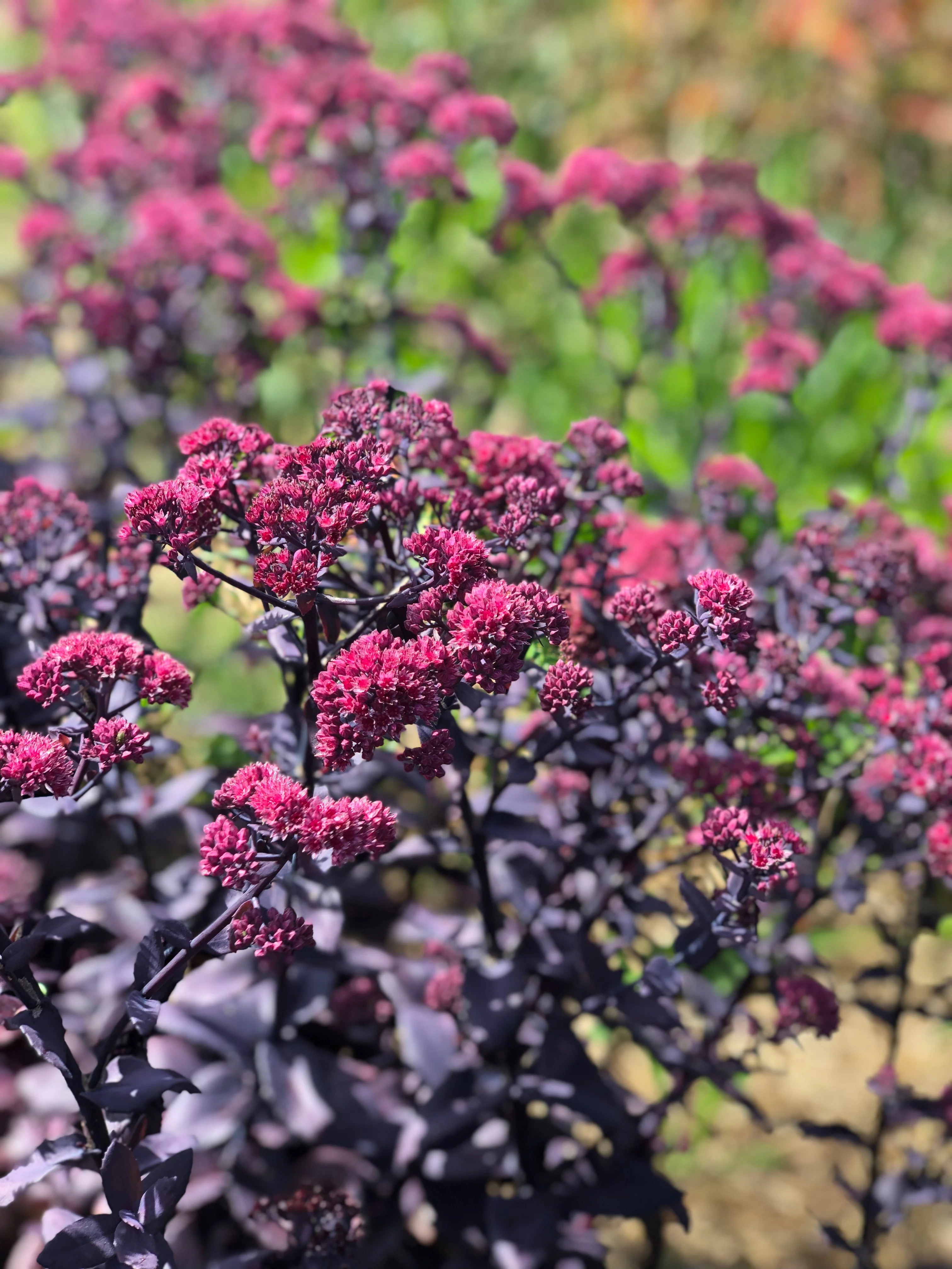 Mojave Jewels™ Ruby Sedum 8 Mojave Jewels™ Ruby Sedum