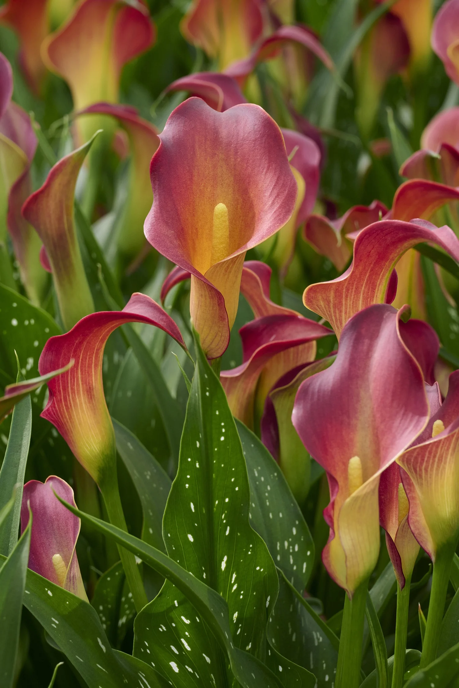 Captain Tulsa Calla Lily 7 Captain Tulsa Calla Lily