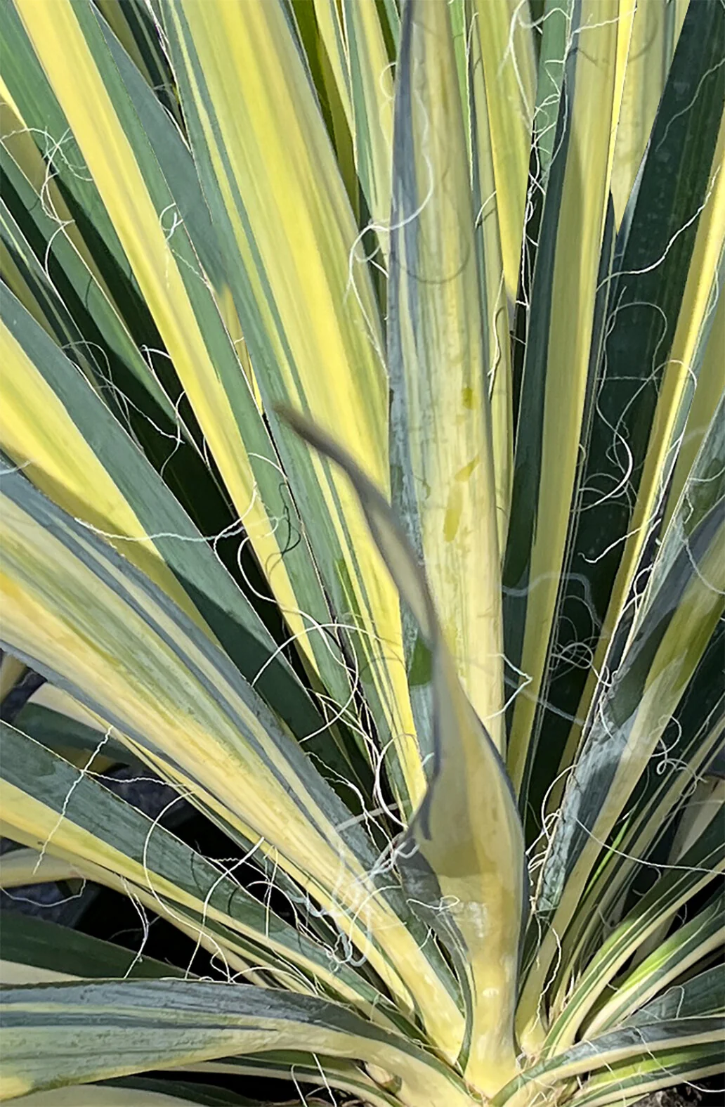 Lucky Streak™ Yucca 3 Lucky Streak™ Yucca