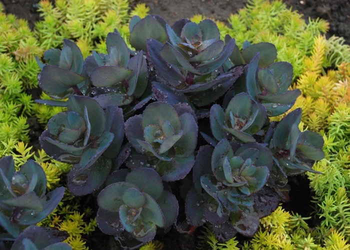 SunSparkler® Blue Pearl Sedum
