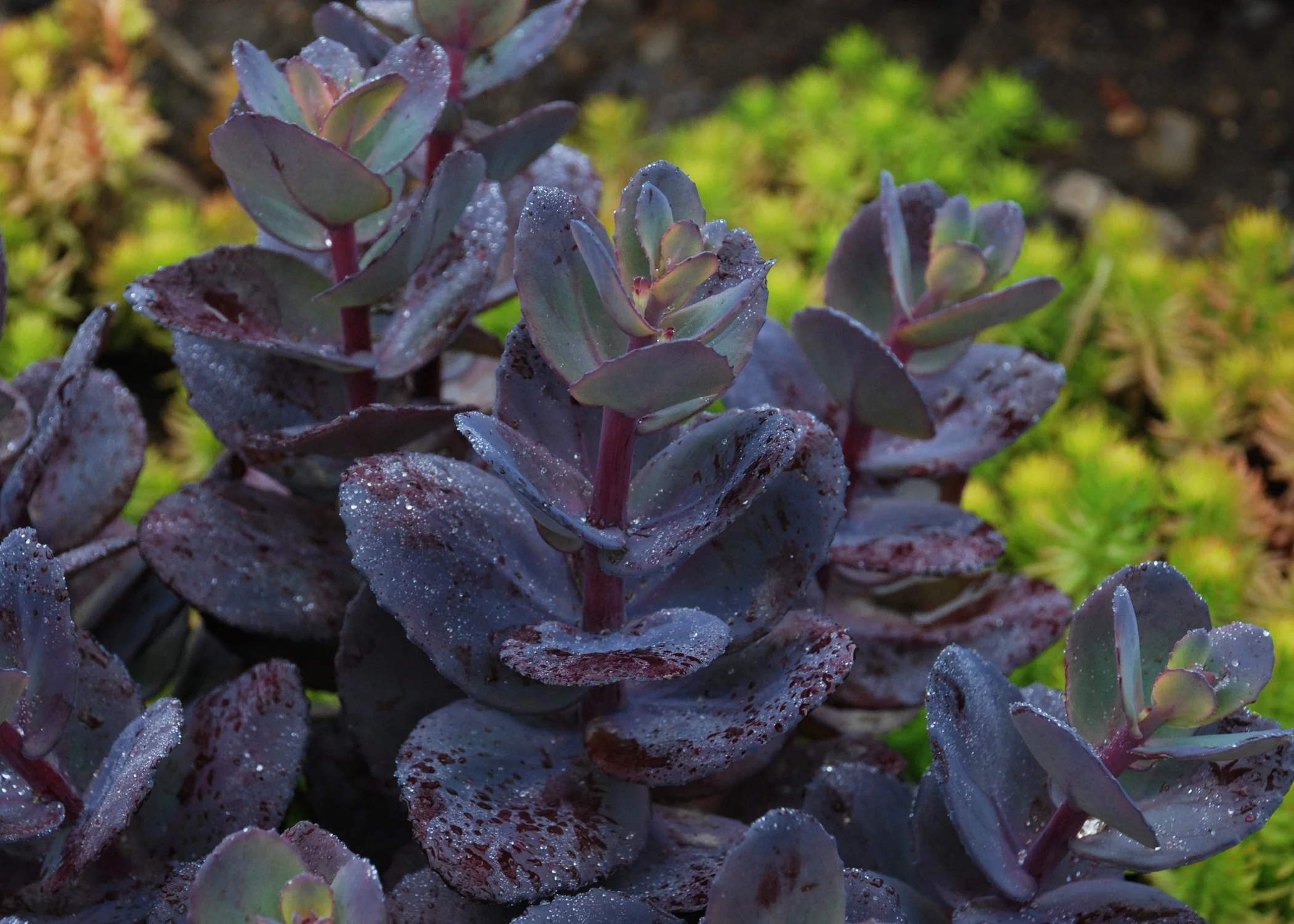 SunSparkler® Blue Pearl Sedum 2 SunSparkler® Blue Pearl Sedum