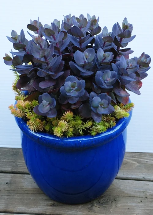SunSparkler® Blue Pearl Sedum 3 SunSparkler® Blue Pearl Sedum