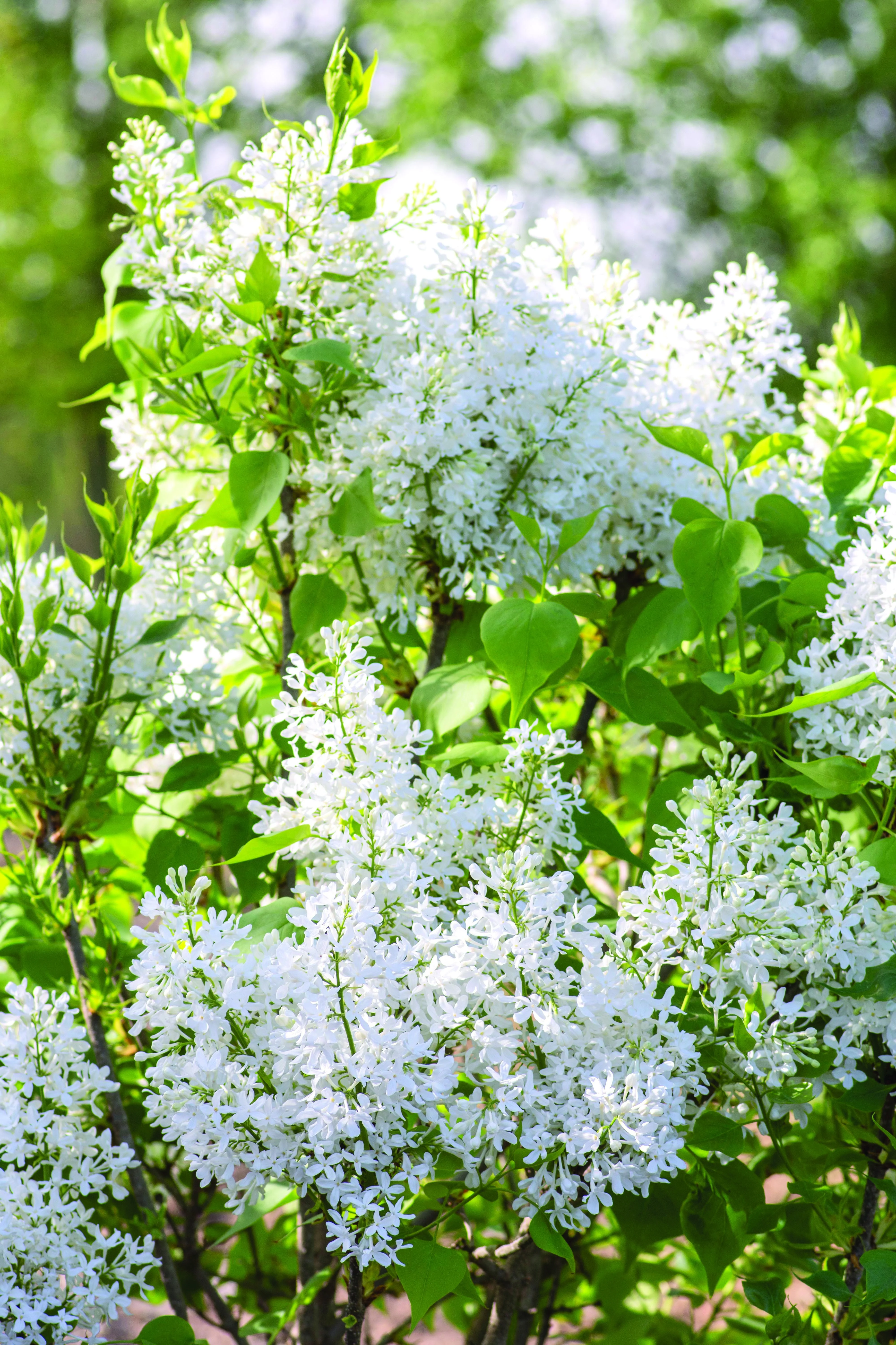 New Age™ White Lilac 1 New Age™ White Lilac