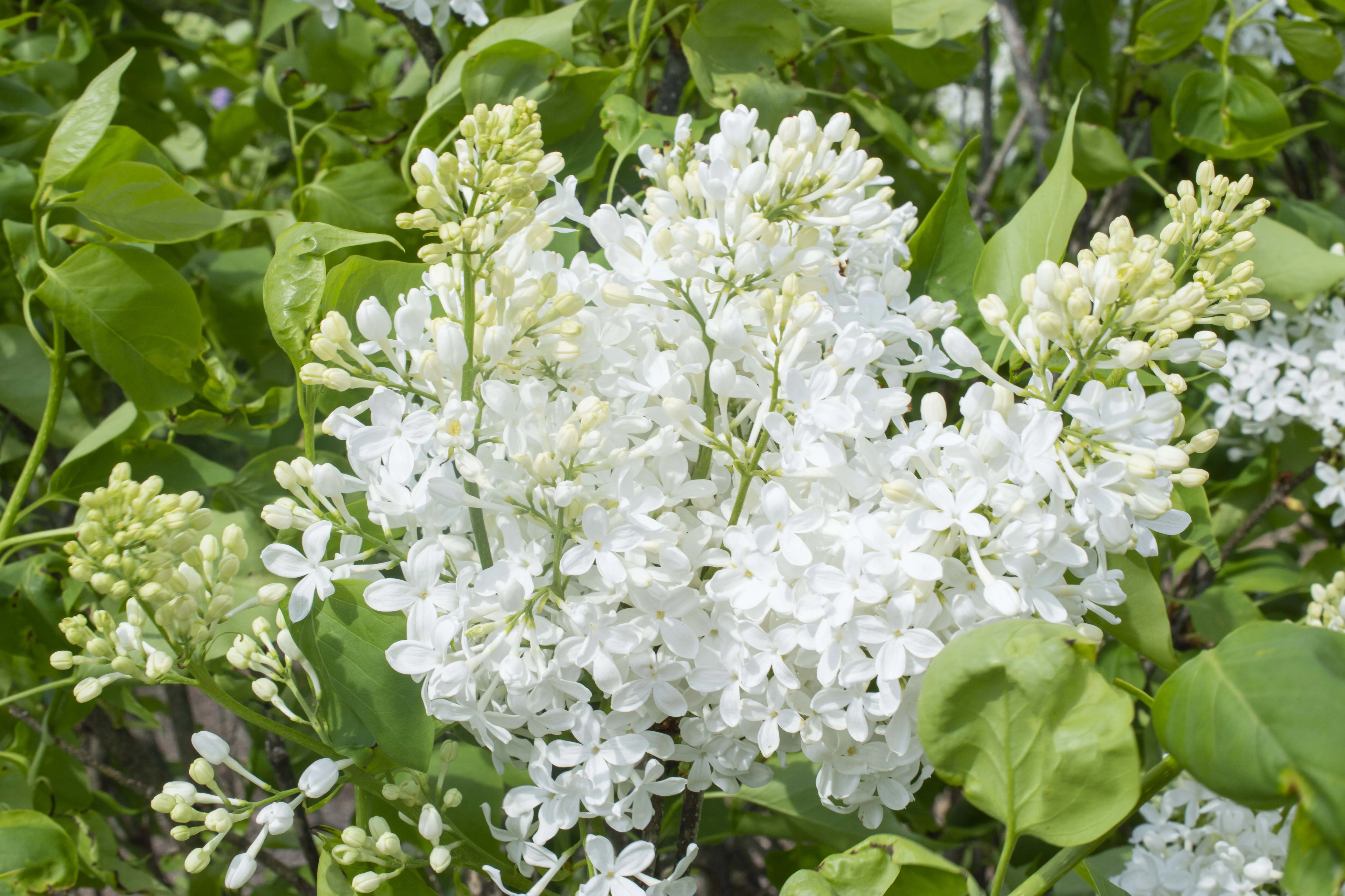 New Age™ White Lilac 2 New Age™ White Lilac