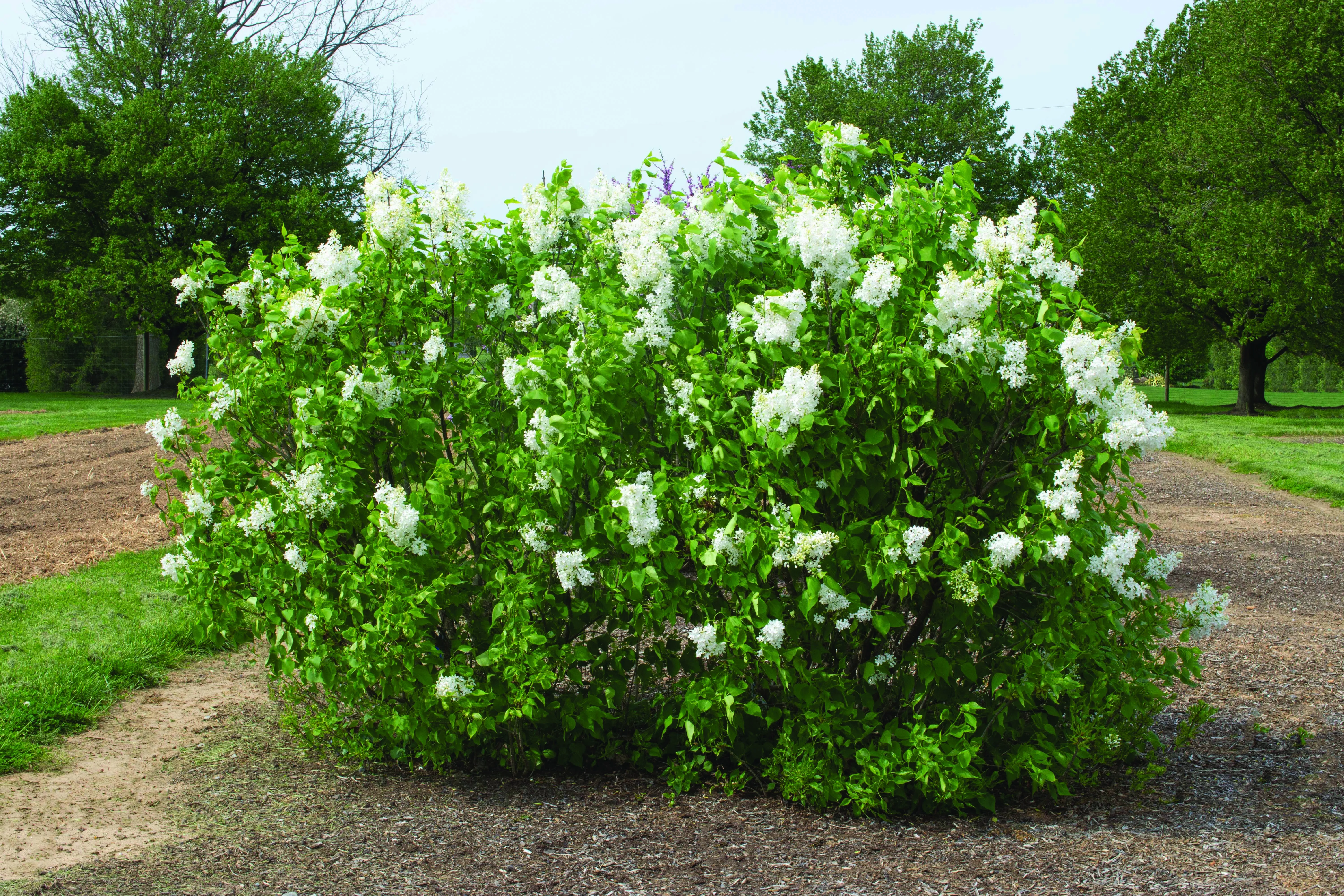 New Age™ White Lilac 3 New Age™ White Lilac